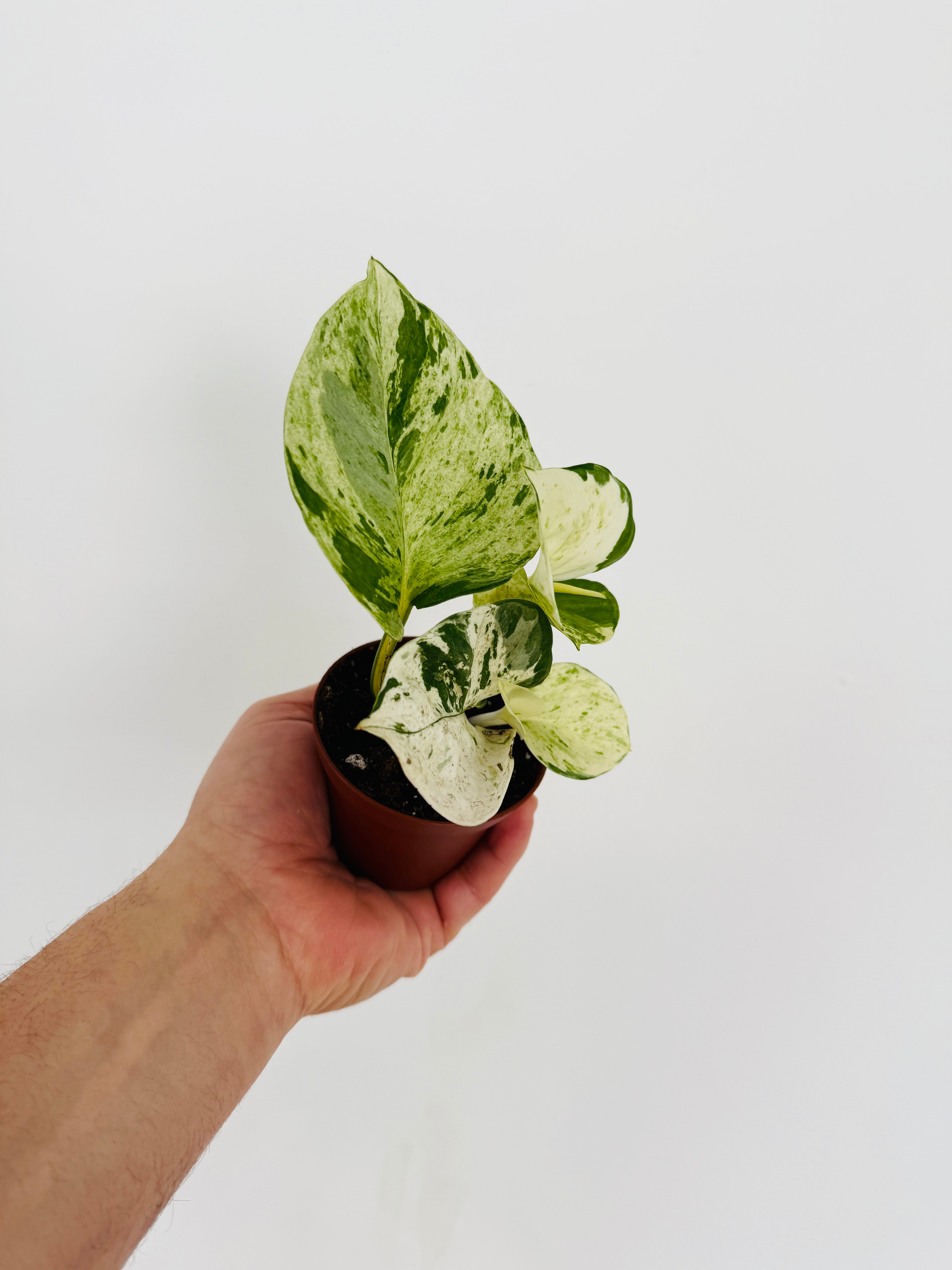 pothos nz Pothos Harlequin