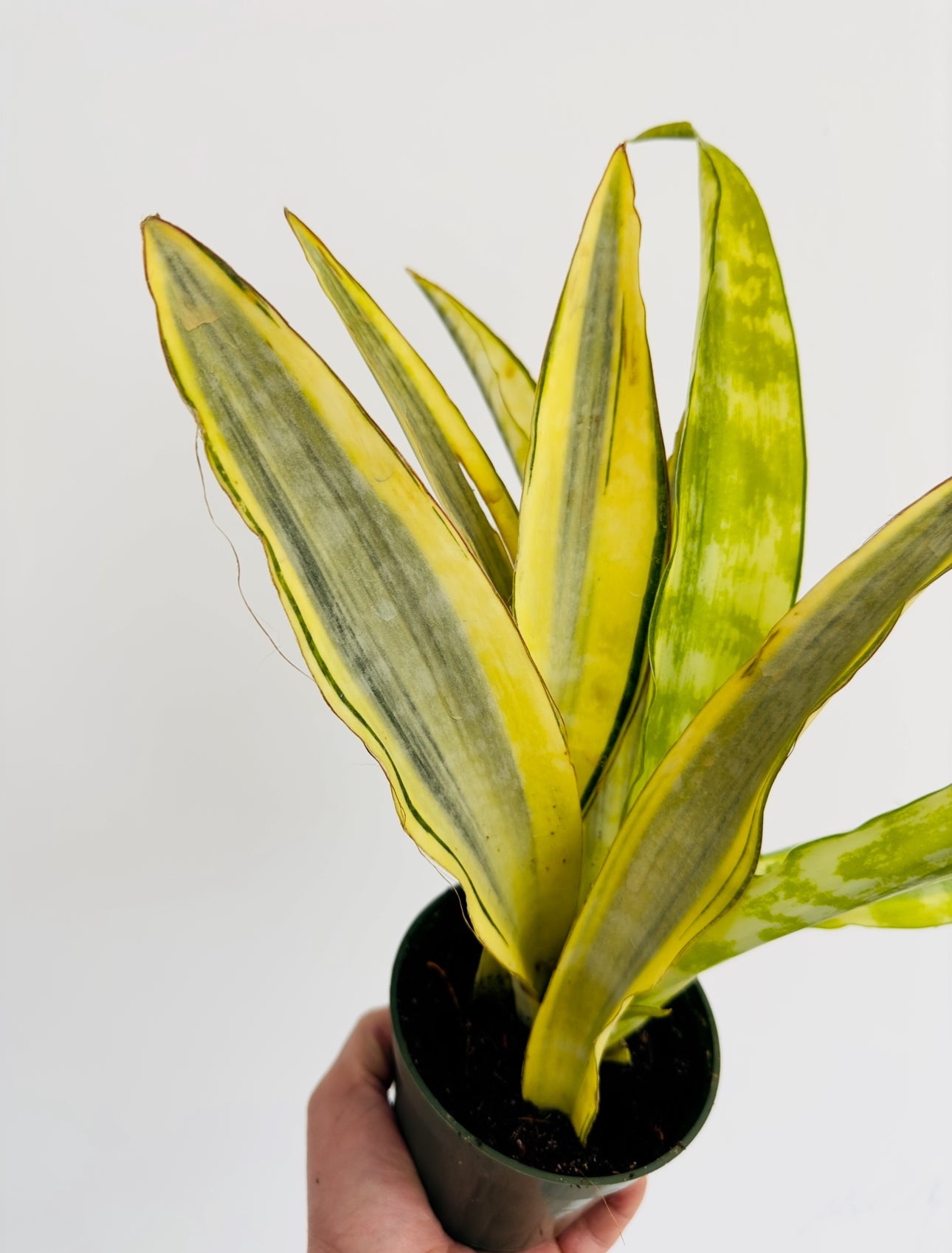 sansevieria macrophylla variegated Sansevieria Aubrytiana Variegated - Rare Snake Plant
