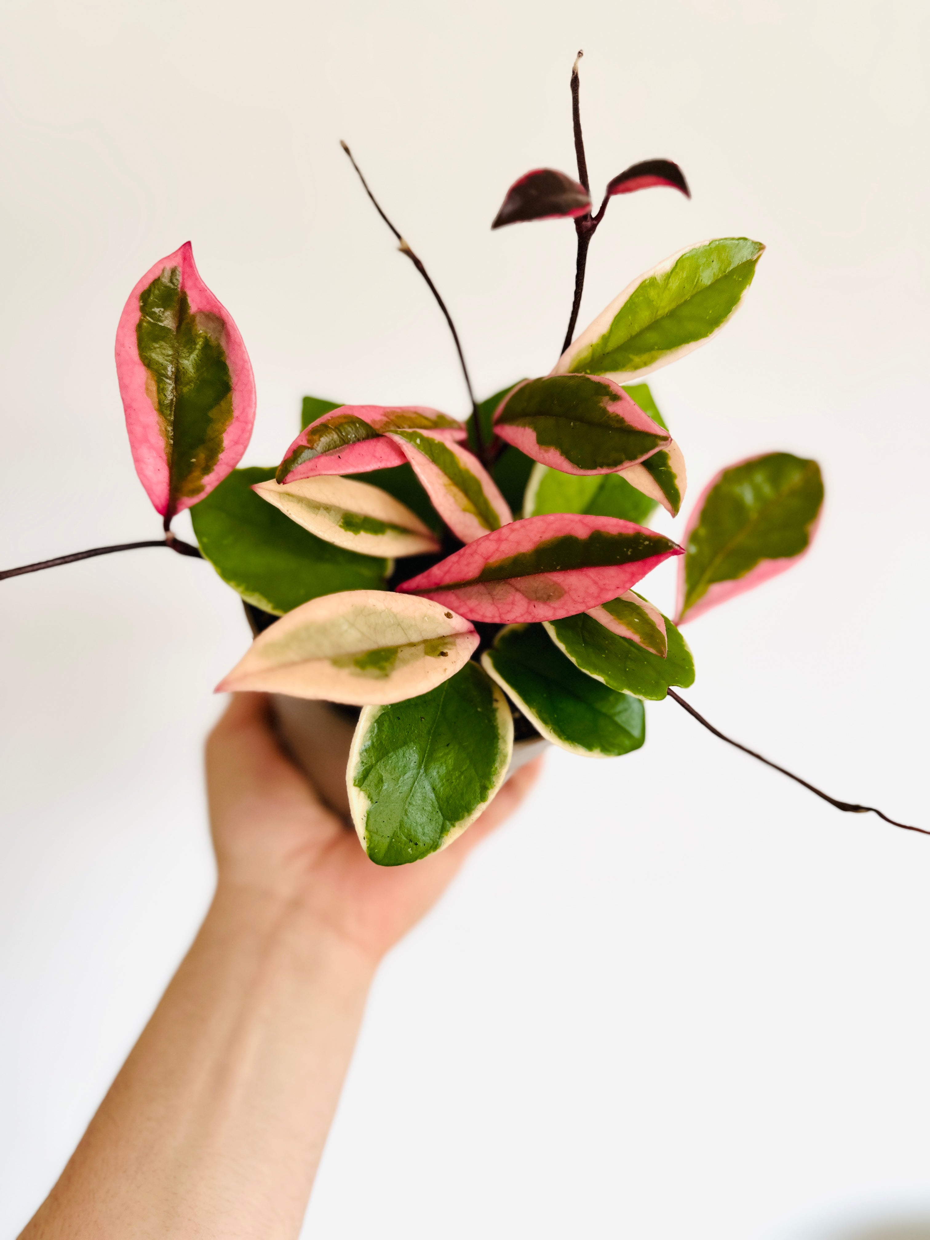 セールレア　ホヤ　Hoya carnosa Flamingo Dream Hoya Flamingo Dream (Purple Pride) - New Carnosa Sport Variety - 5