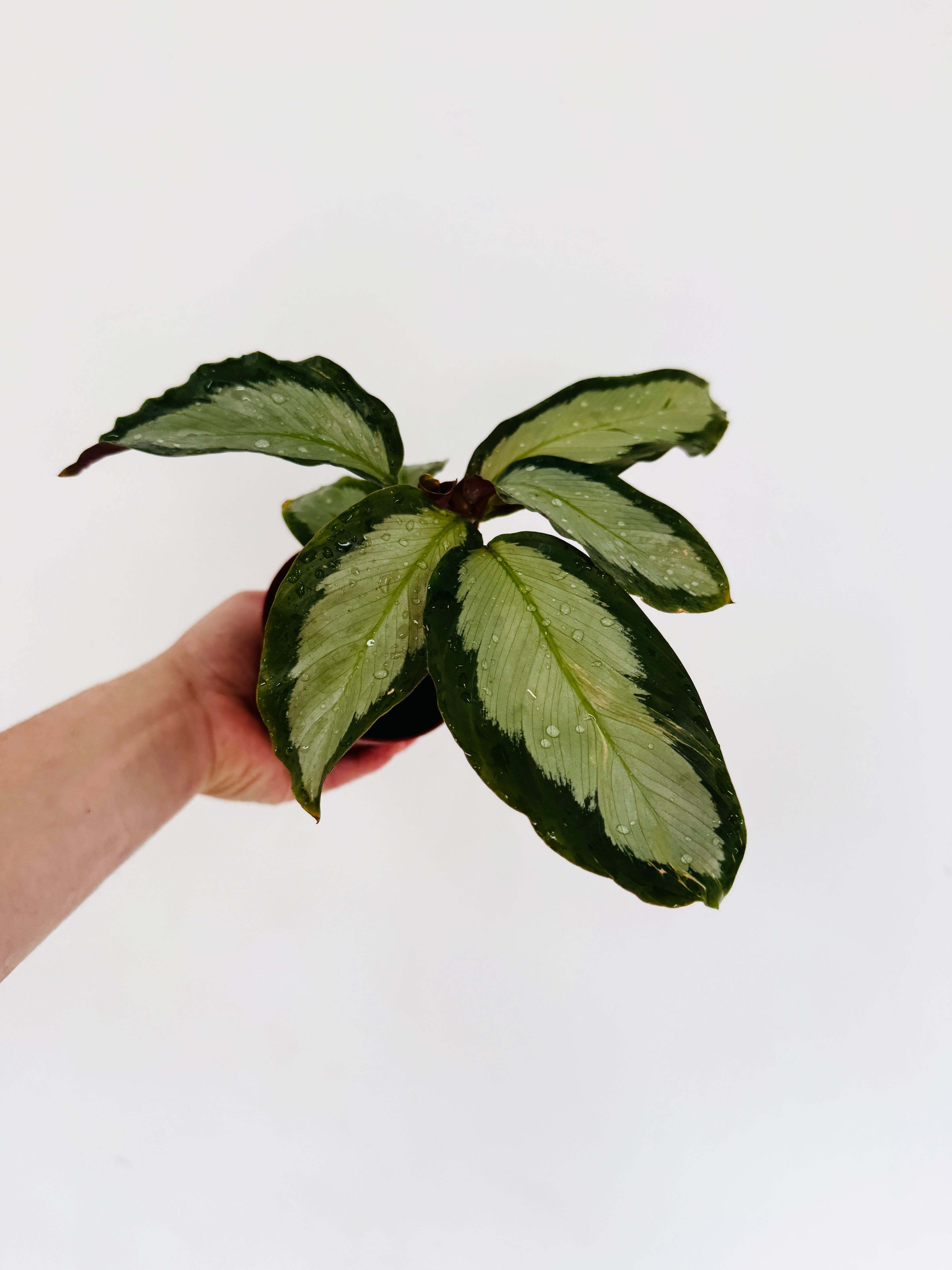 calathea royal standard Calathea Royal Standard