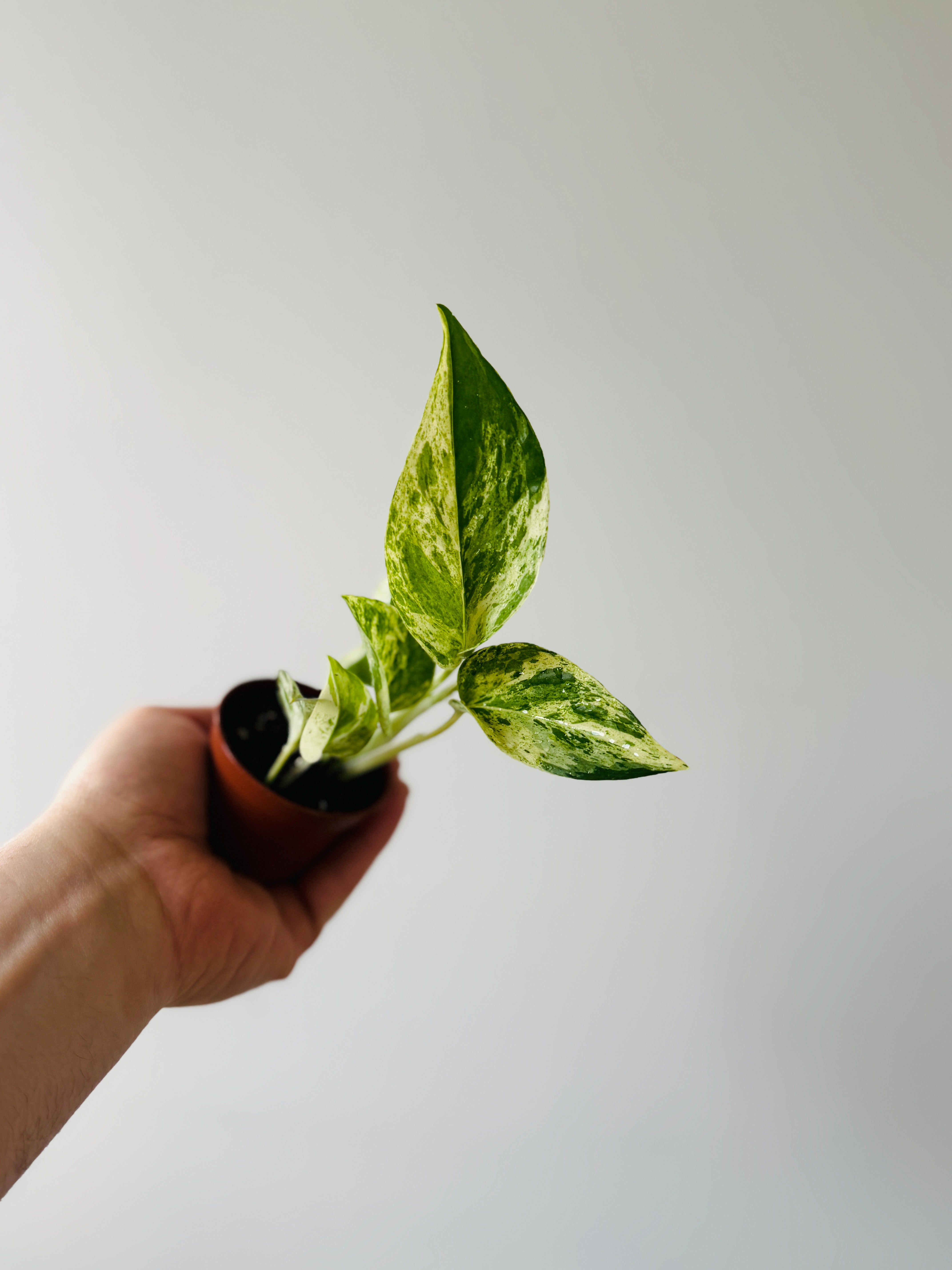 Epipremnum aureum 'Marble Prince' - Pothos UF-Ea-0316
