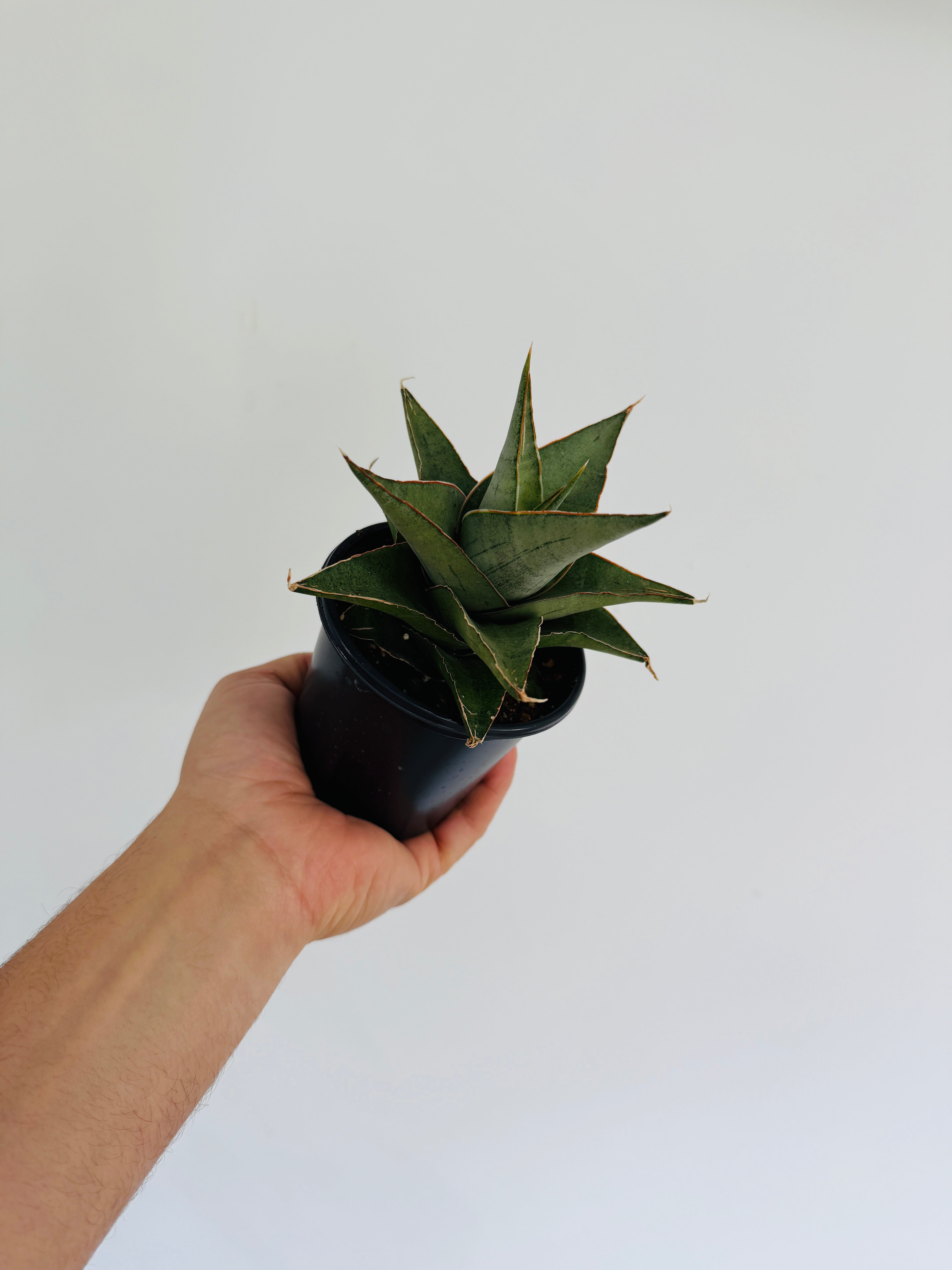 sansevieria tower Sansevieria SIlver Tower