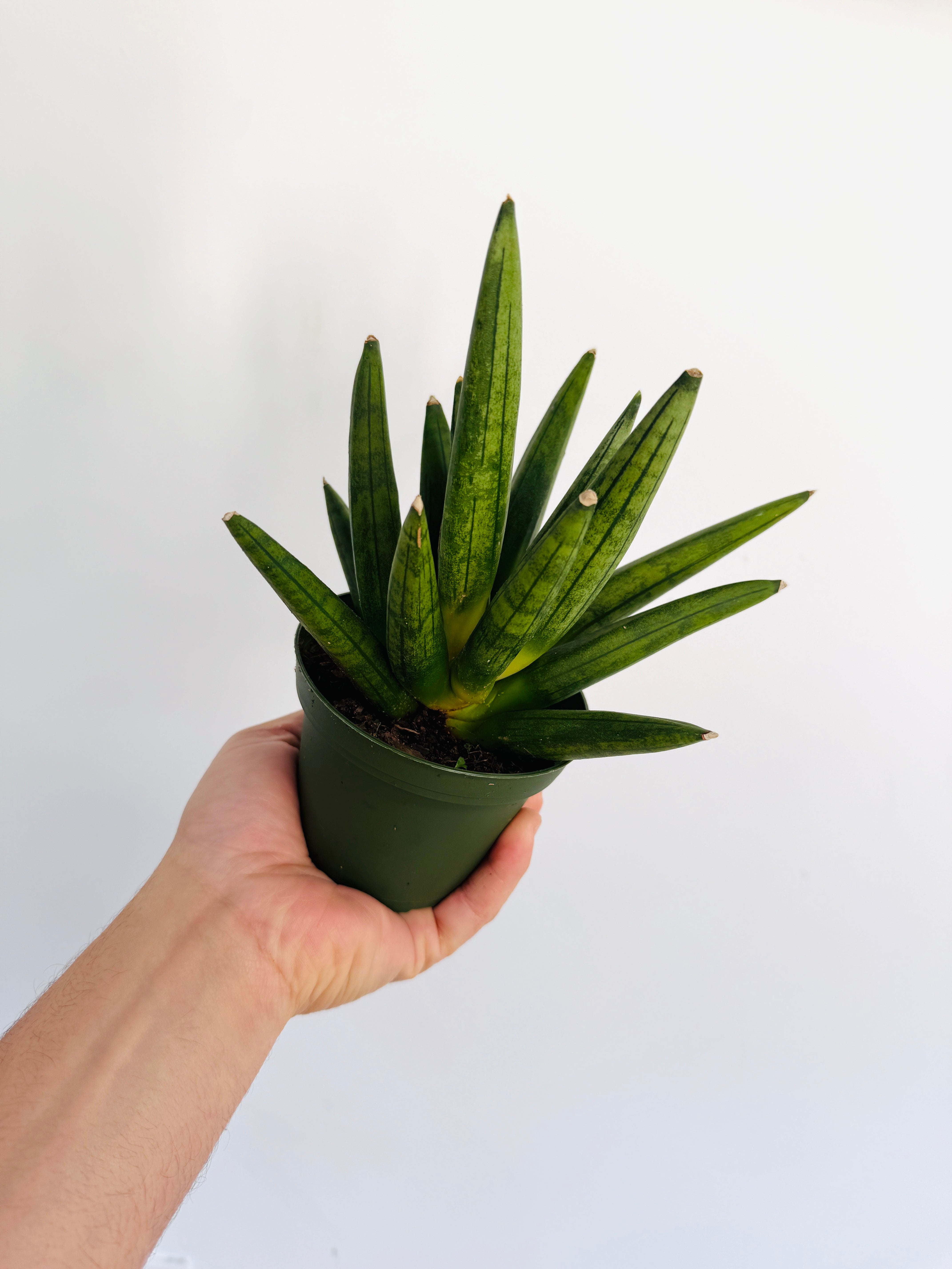 rhino snake plant Sansevieria Hedgehog