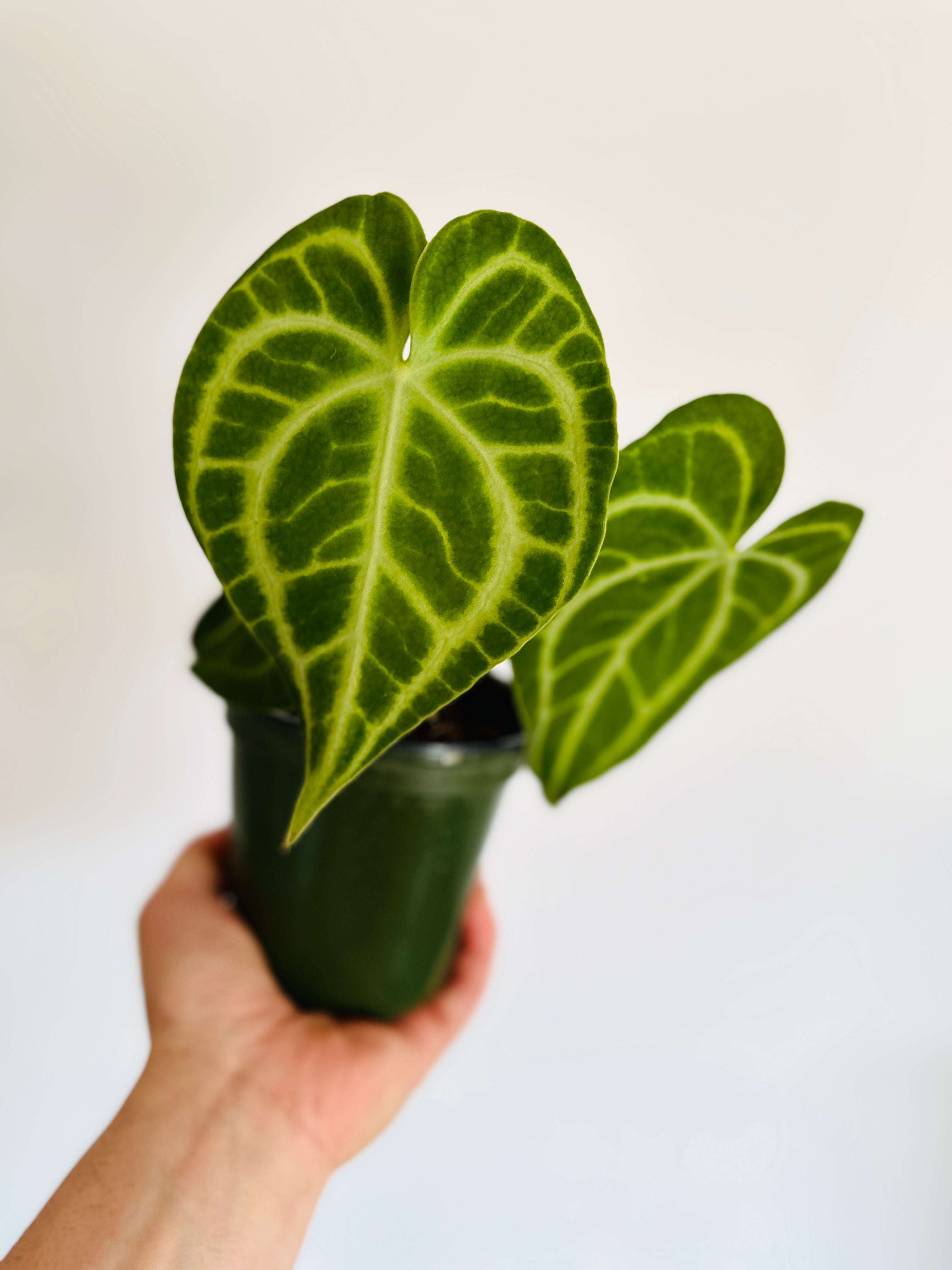 Anthurium Clarinervium x Ace of Spades - Hybrid Anthurium - 4