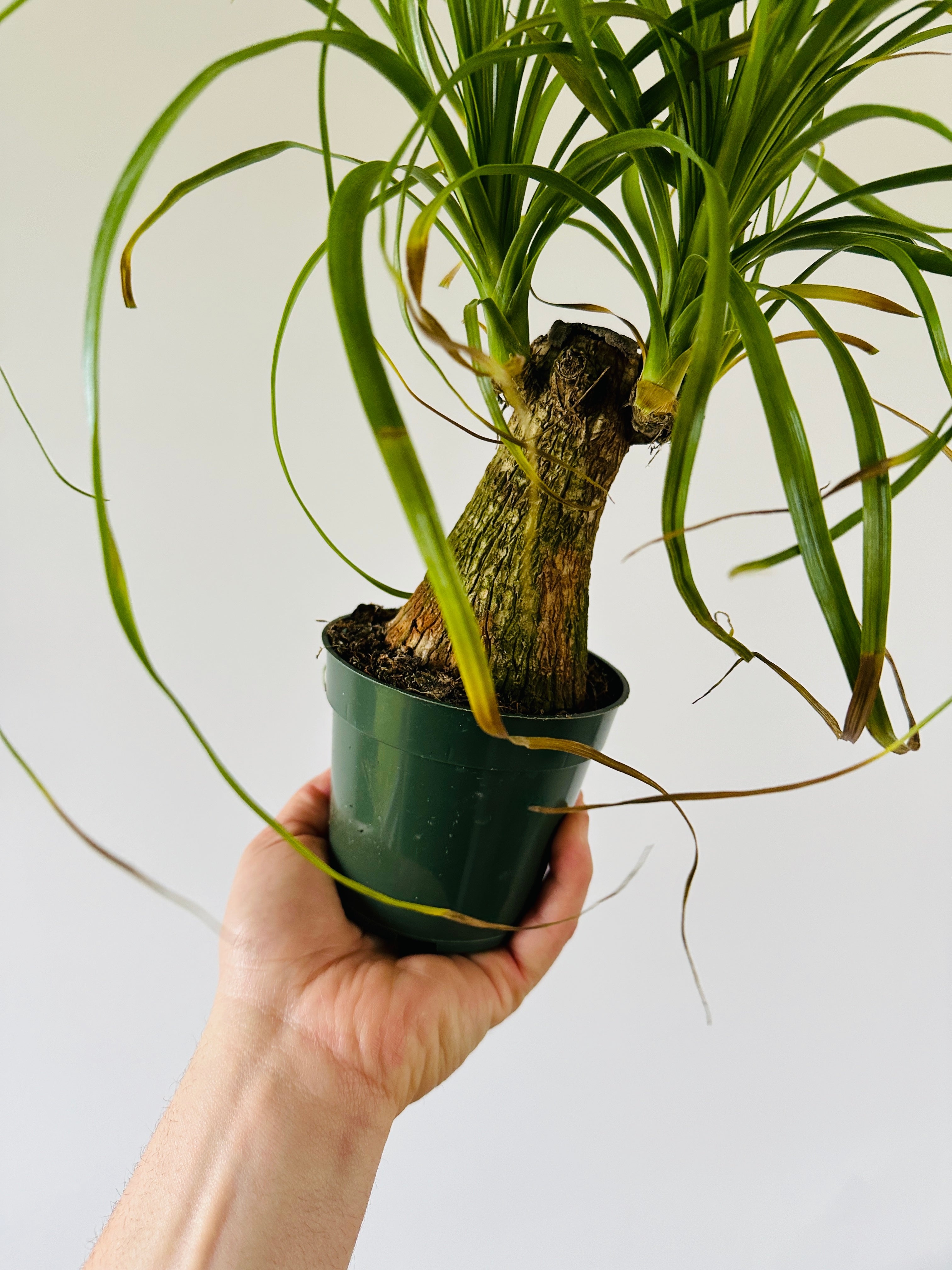 ponytail palm stump Beaucarnea recurvata stump - Ponytail Palm