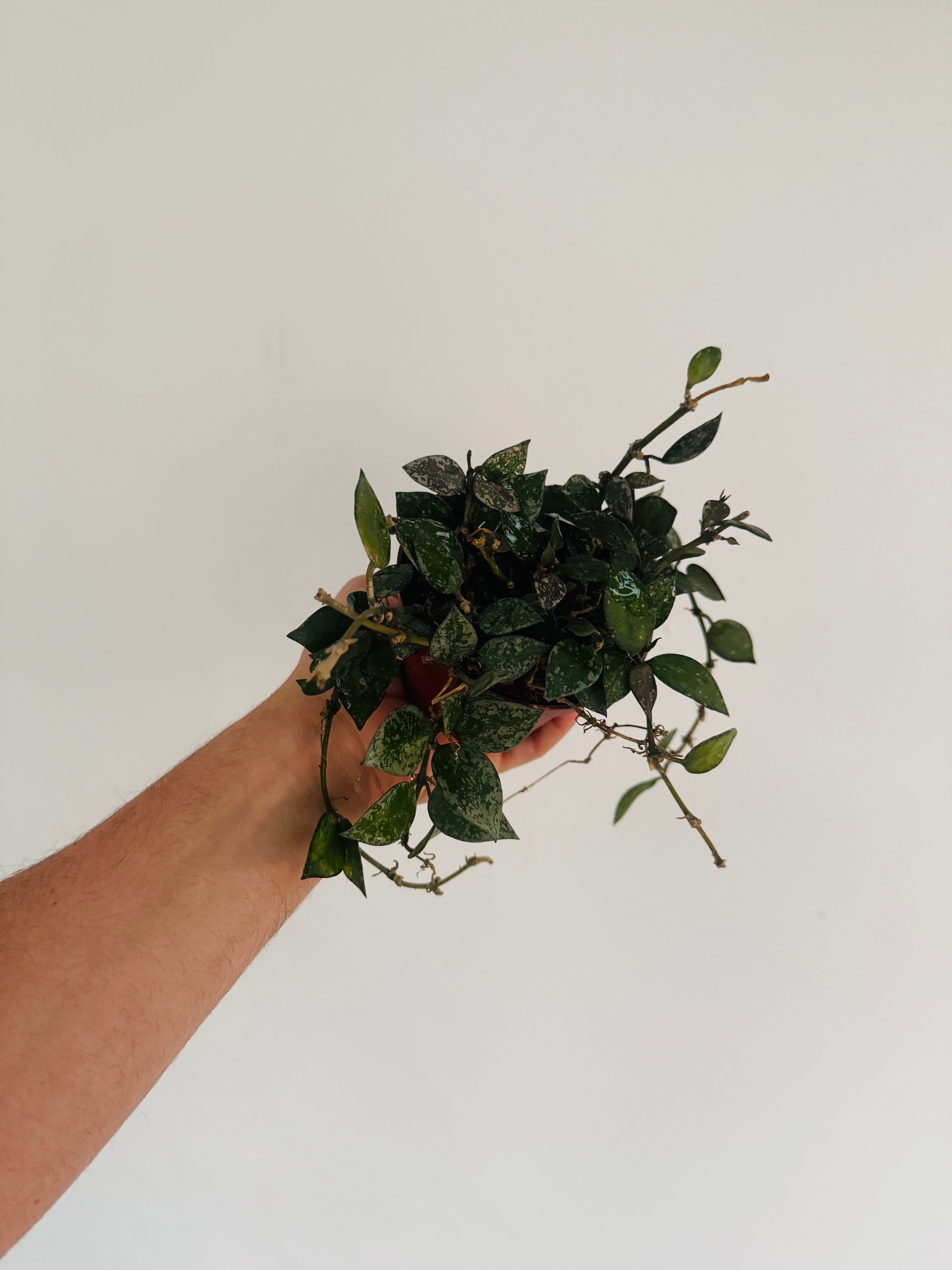 Hoya Krohniana Snow Caps - 4” Pot – Brumley & Bloom