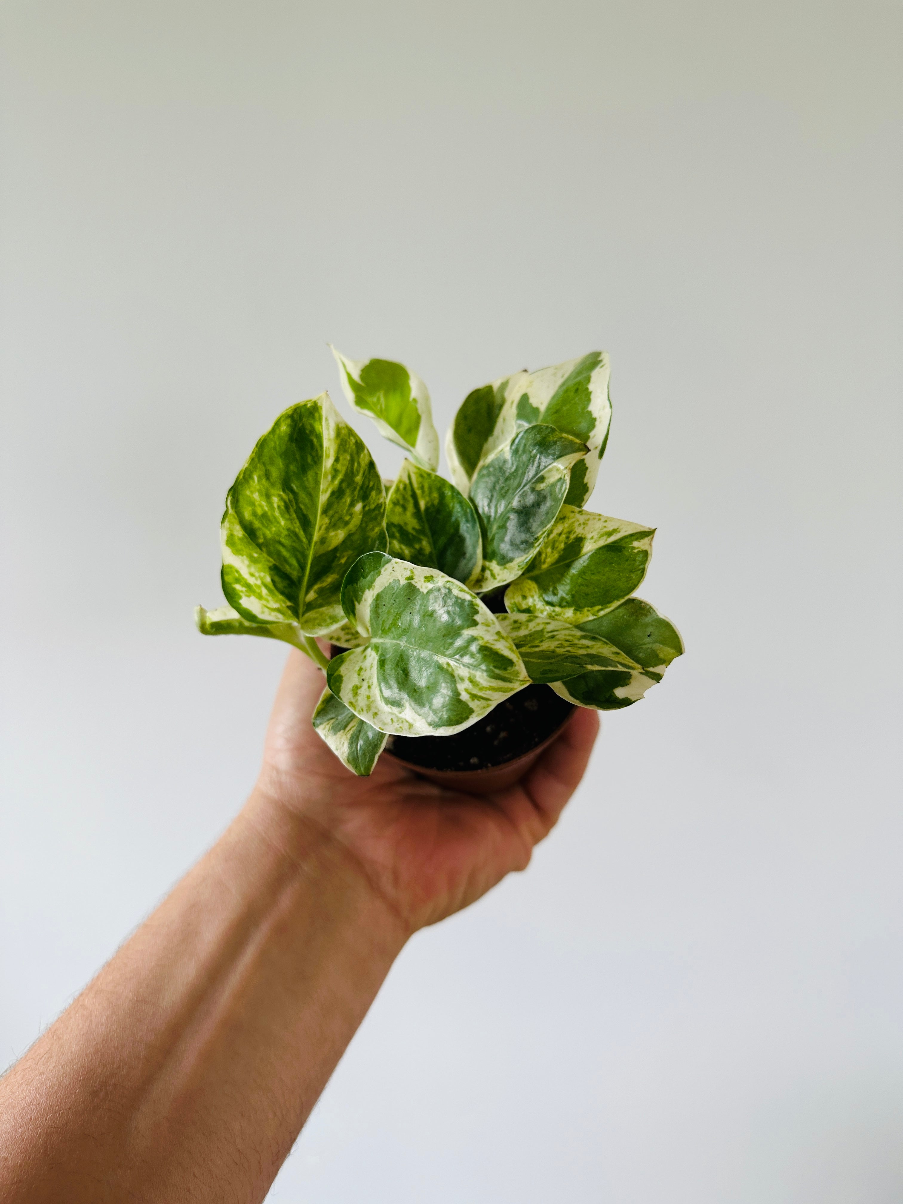 Pothos Pearls & Jade - Epipremnum Aureum 'Pearls & Jade'