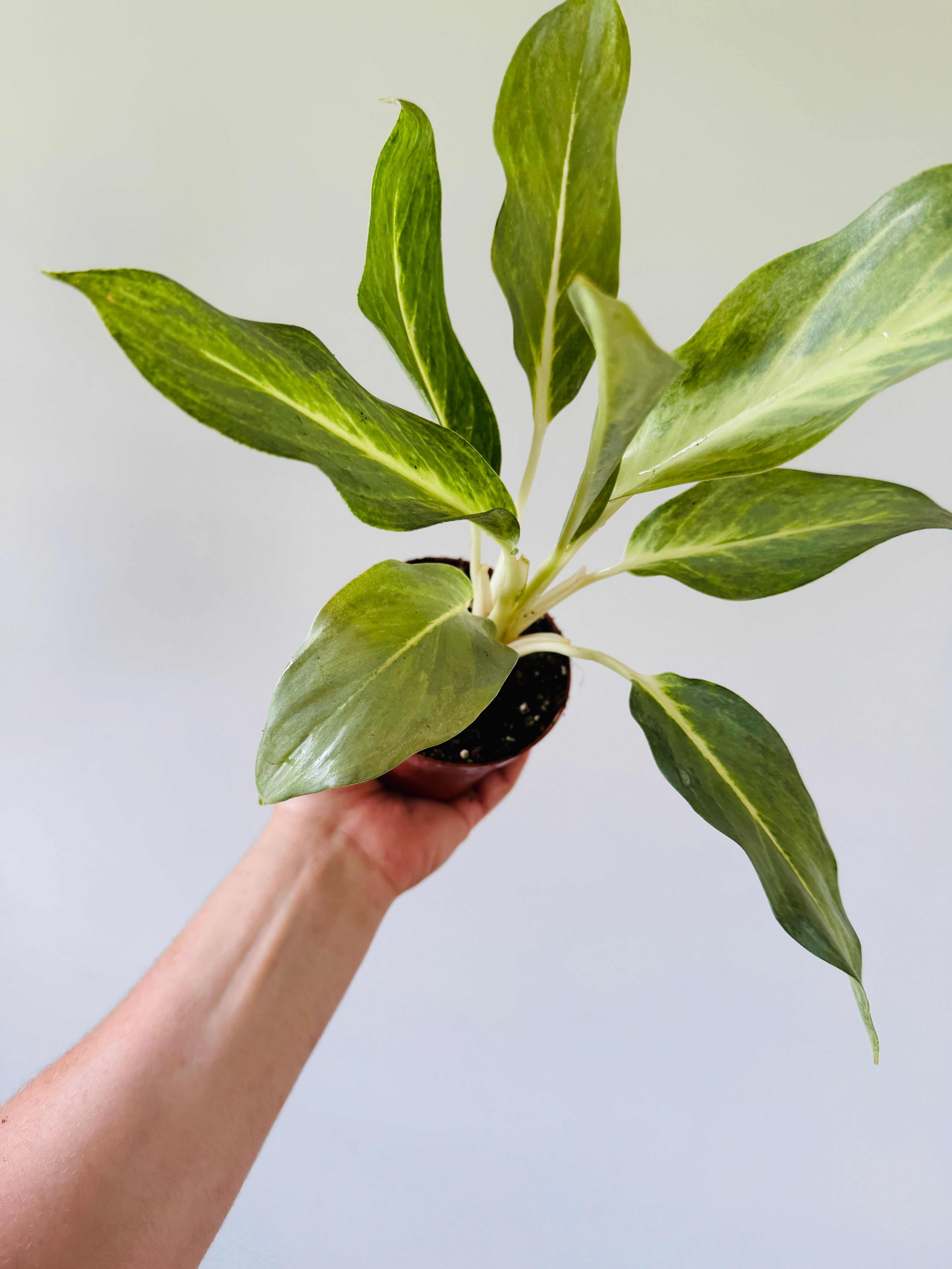 Aglaonema Ghost
