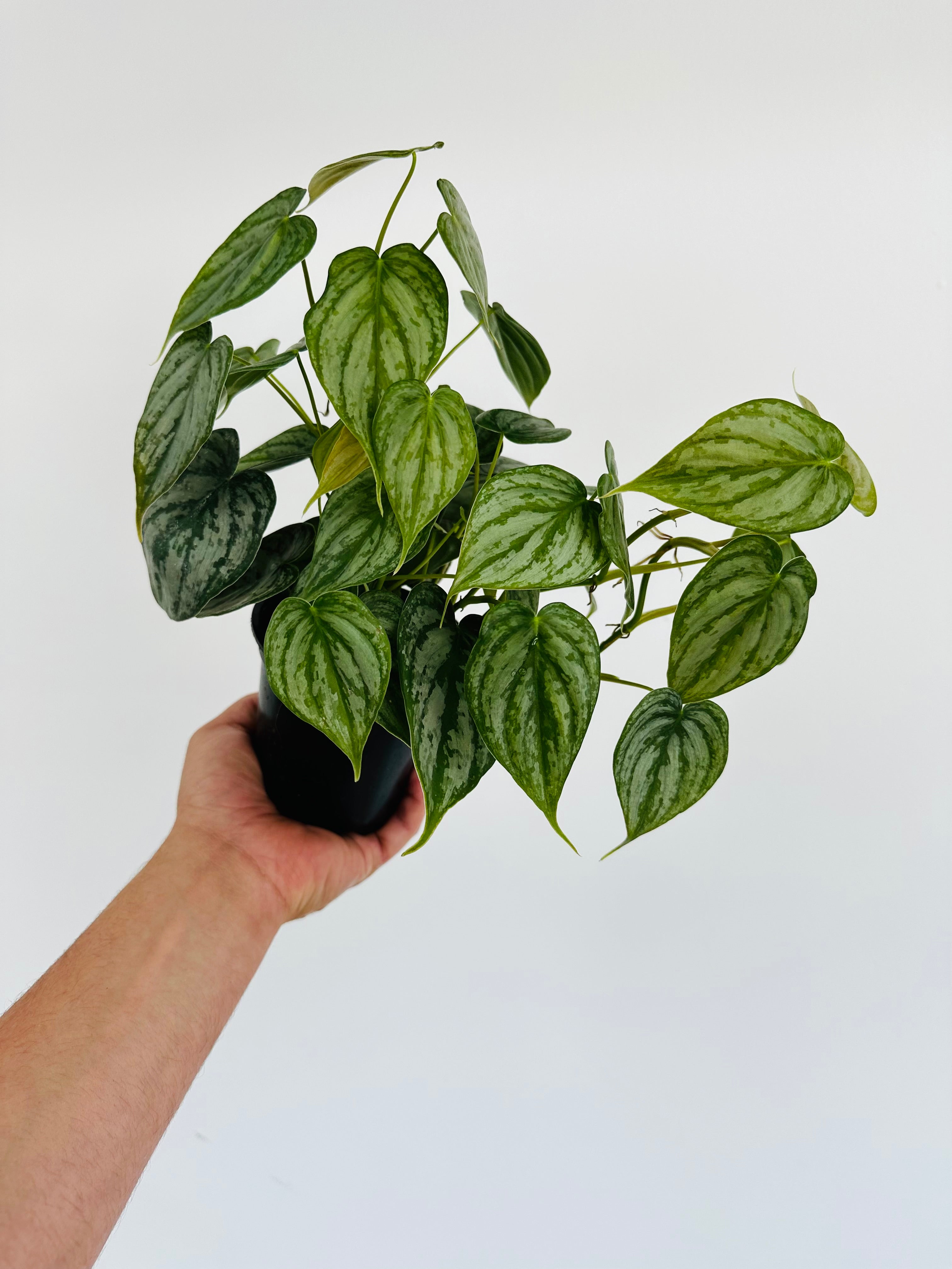 Philodendron brandtianum - 4"