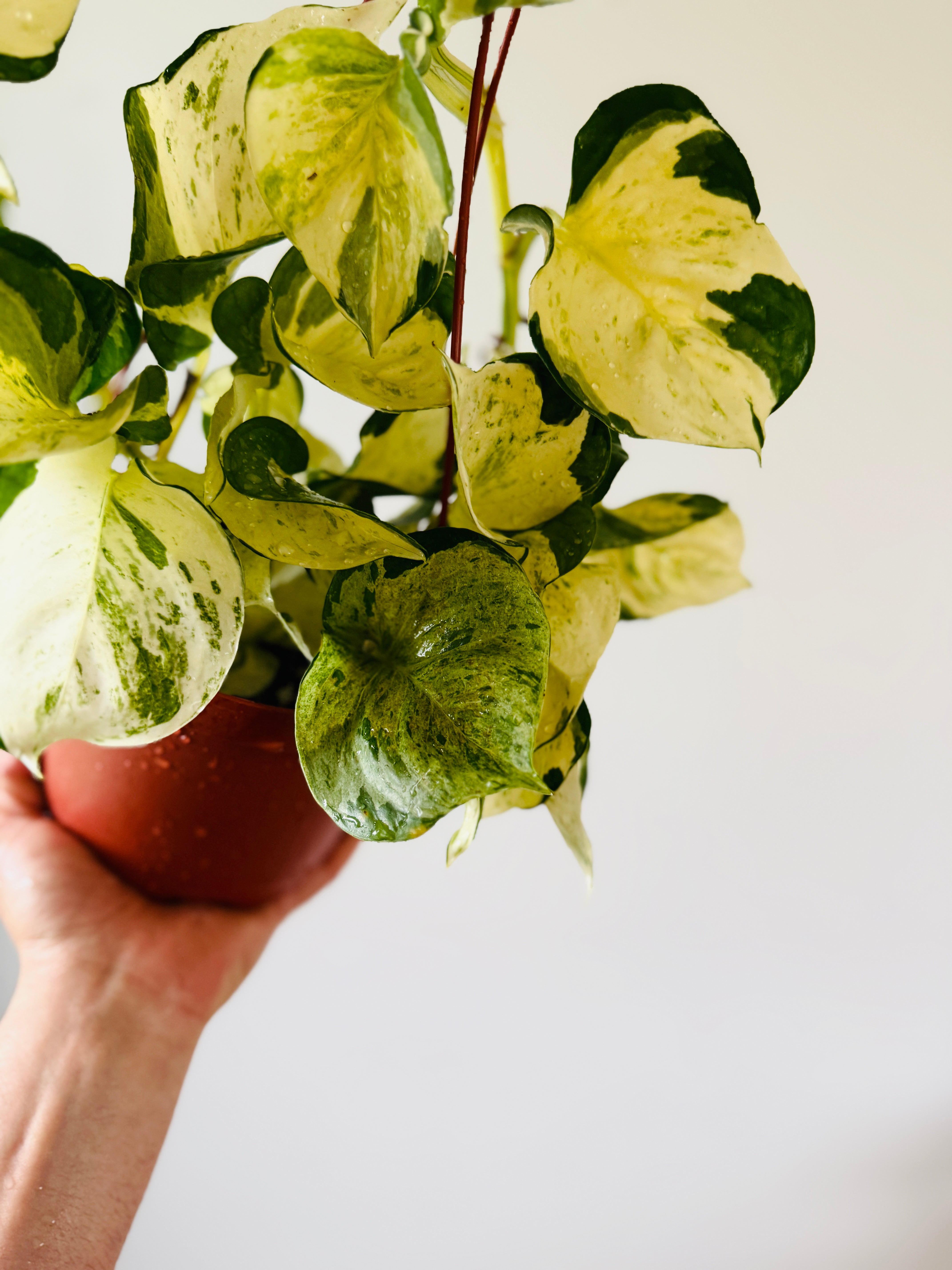 manjula pothos for sale Pothos Manjula