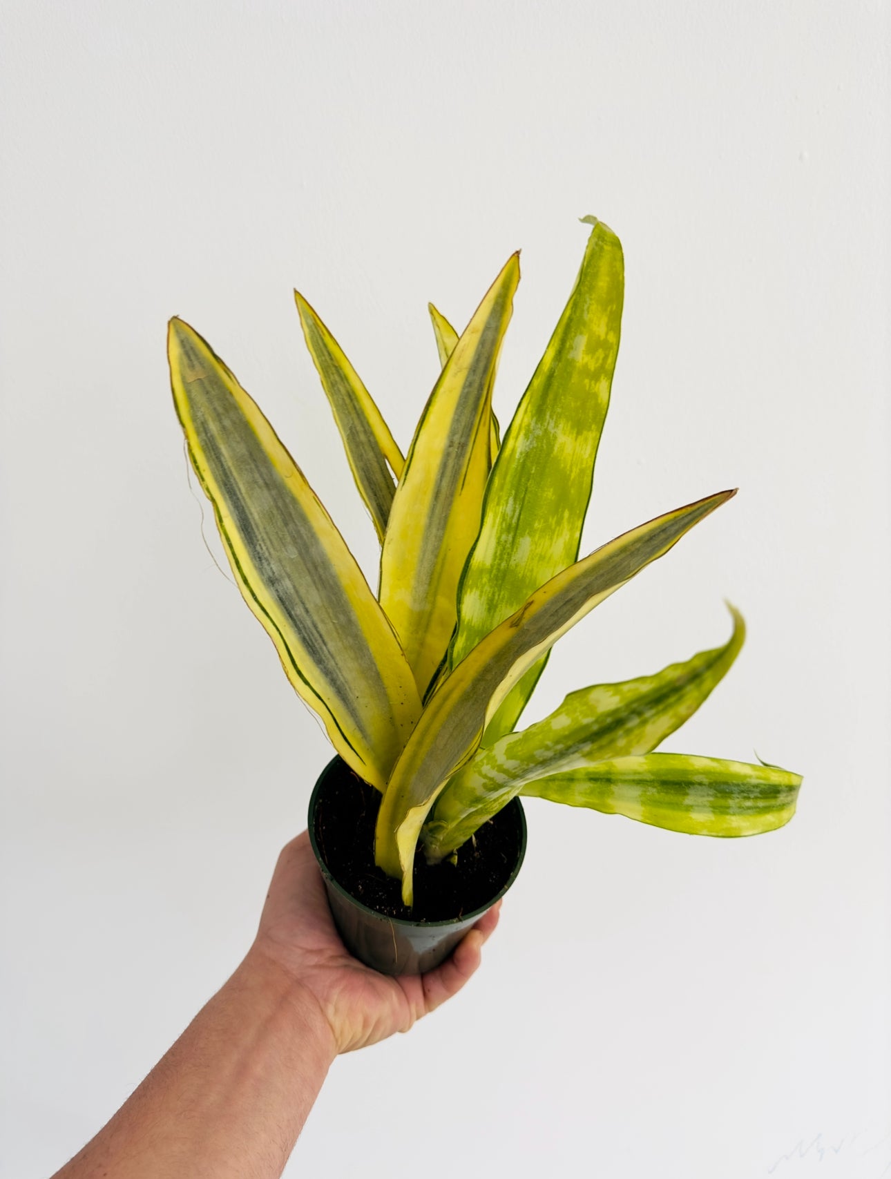 sansevieria aubrytiana Sansevieria Aubrytiana Variegated - Rare Snake Plant