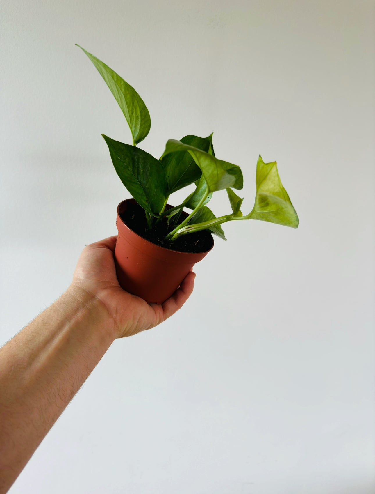 mint manjula pothos Pothos Olivia (Mint Manjula)