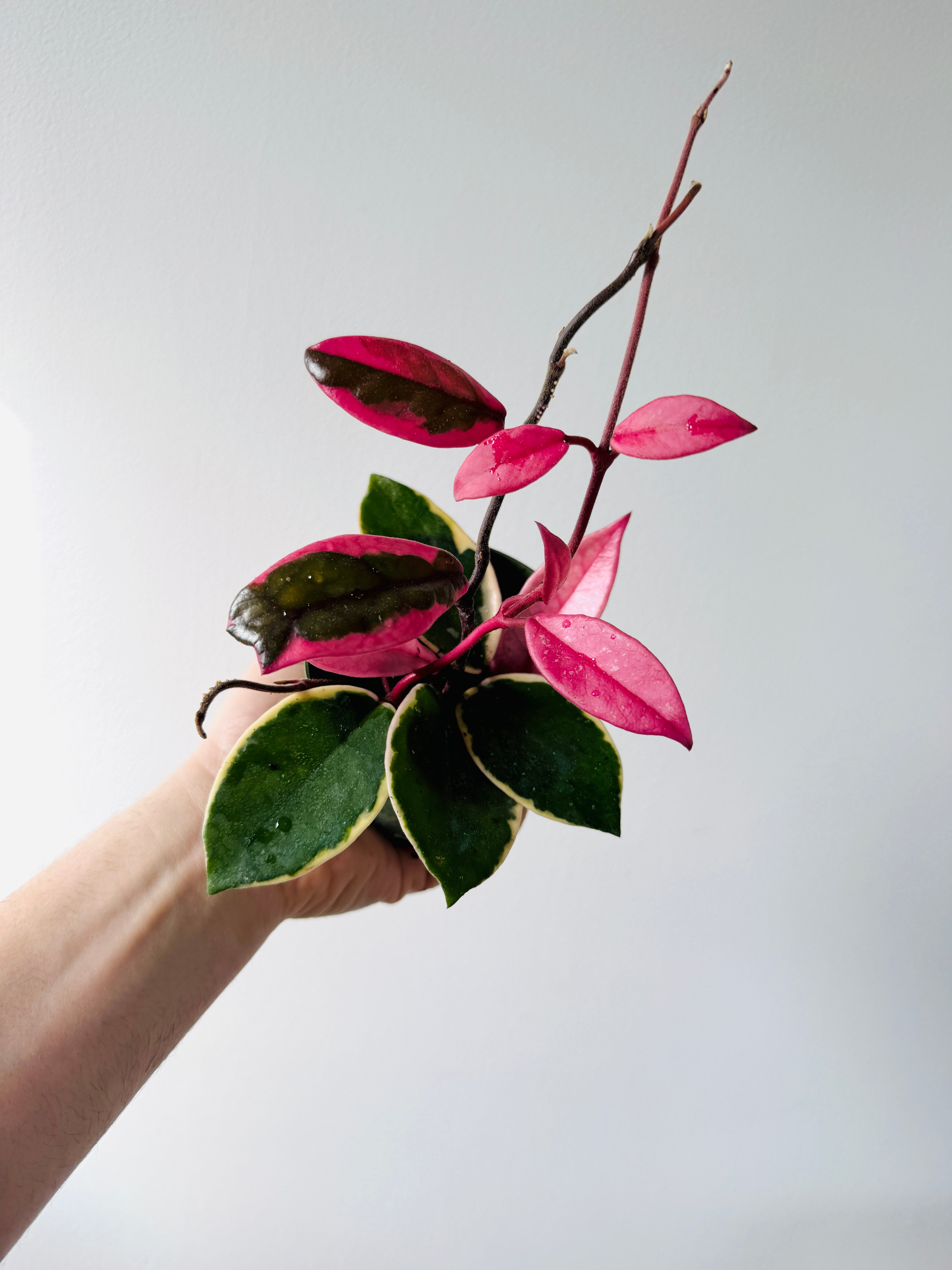 セールレア　ホヤ　Hoya carnosa Flamingo Dream Hoya Flamingo Dream (Purple Pride) - New Carnosa Sport Variety - 4