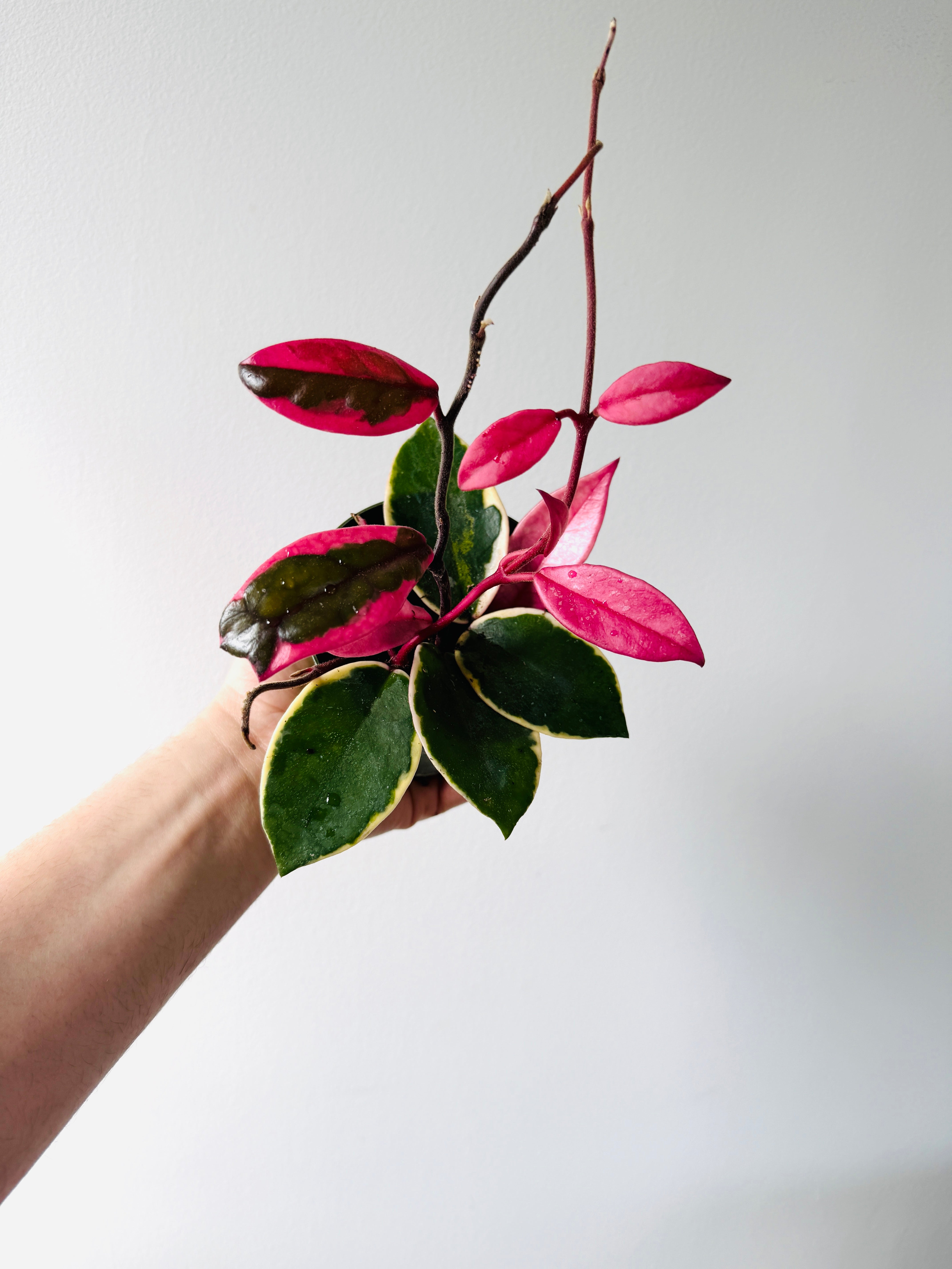 セールレア　ホヤ　Hoya carnosa Flamingo Dream Hoya Flamingo Dream (Purple Pride) - New Carnosa Sport Variety - 4