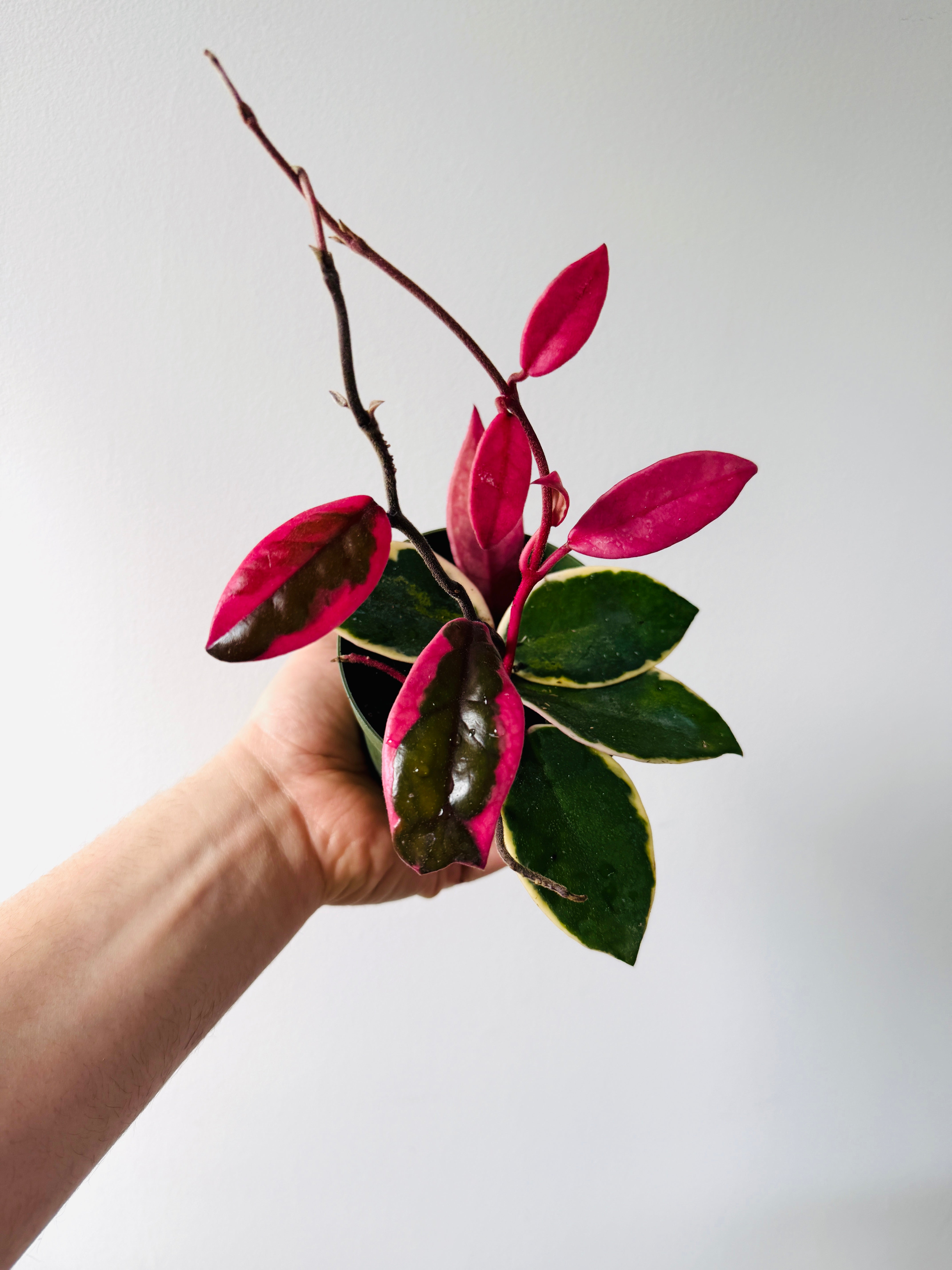 レア　ホヤ　Hoya carnosa Flamingo Dream サクララン Hoya Flamingo Dream (Purple Pride) - New Carnosa Sport Variety - 4