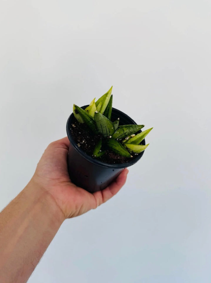 サンスベリア Sansevieria Bonny variegated 404F90A0-6486-408F-AA56-