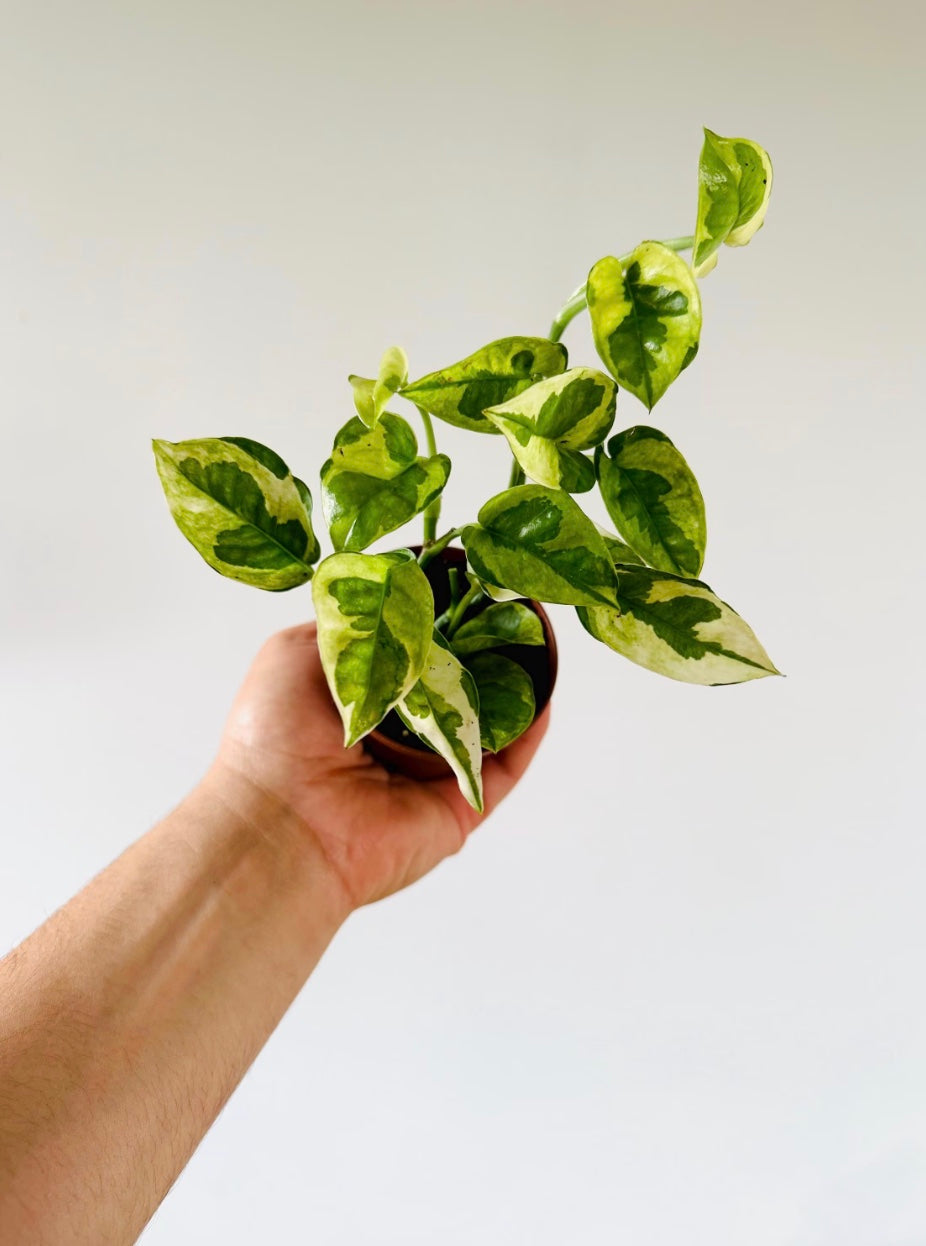 Pothos Lizard Queen - Mutant Pothos - New Epipremnum Sport - 3