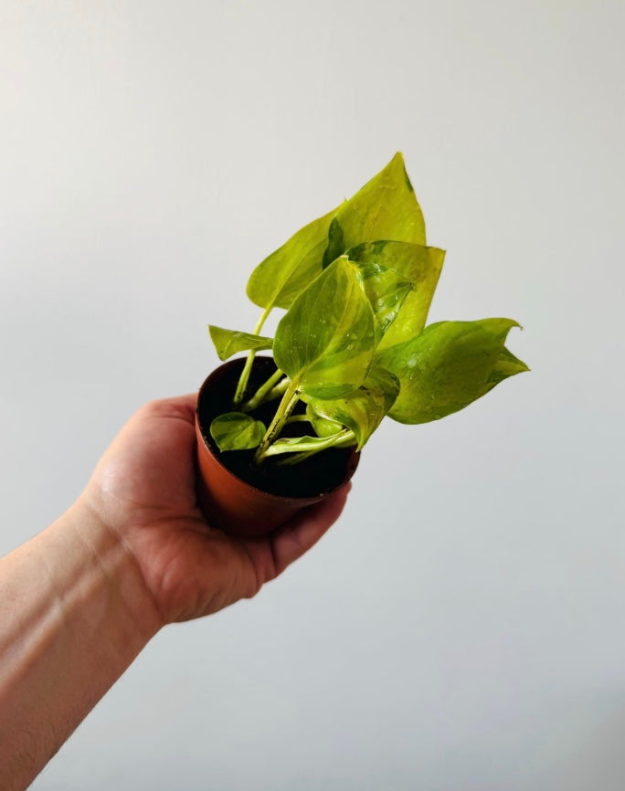 neon njoy pothos Pothos Neon Joy - Starter Plant