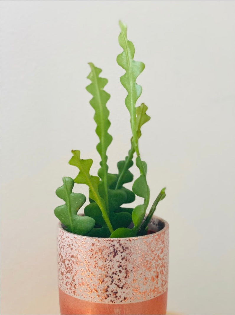 fishbone cactus potting soil Fishbone Cactus - Epiphyllum Anguliger