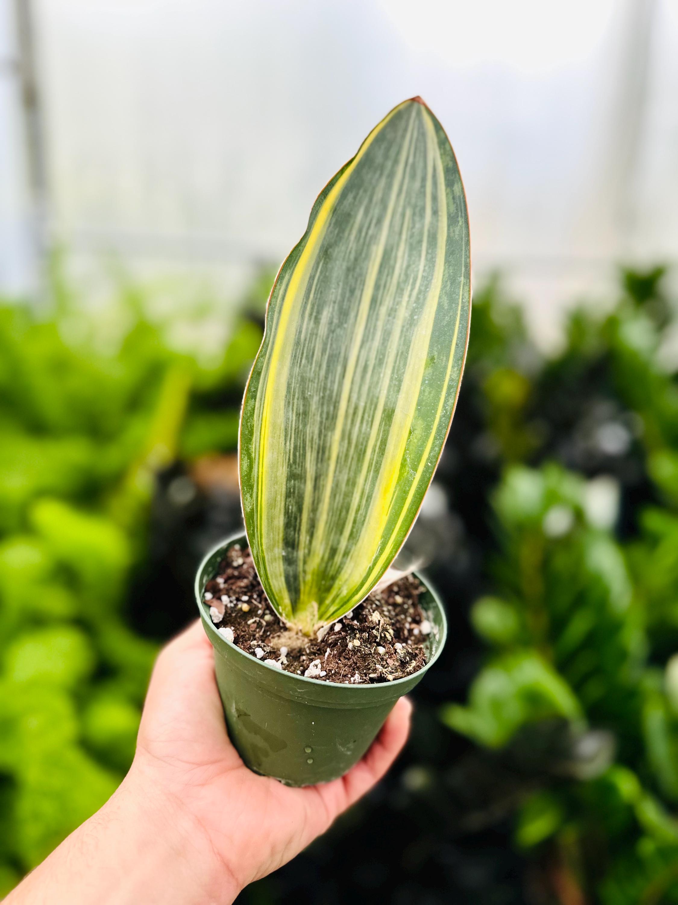 whale fin sansevieria variegated Sansevieria Whalefin Variegated