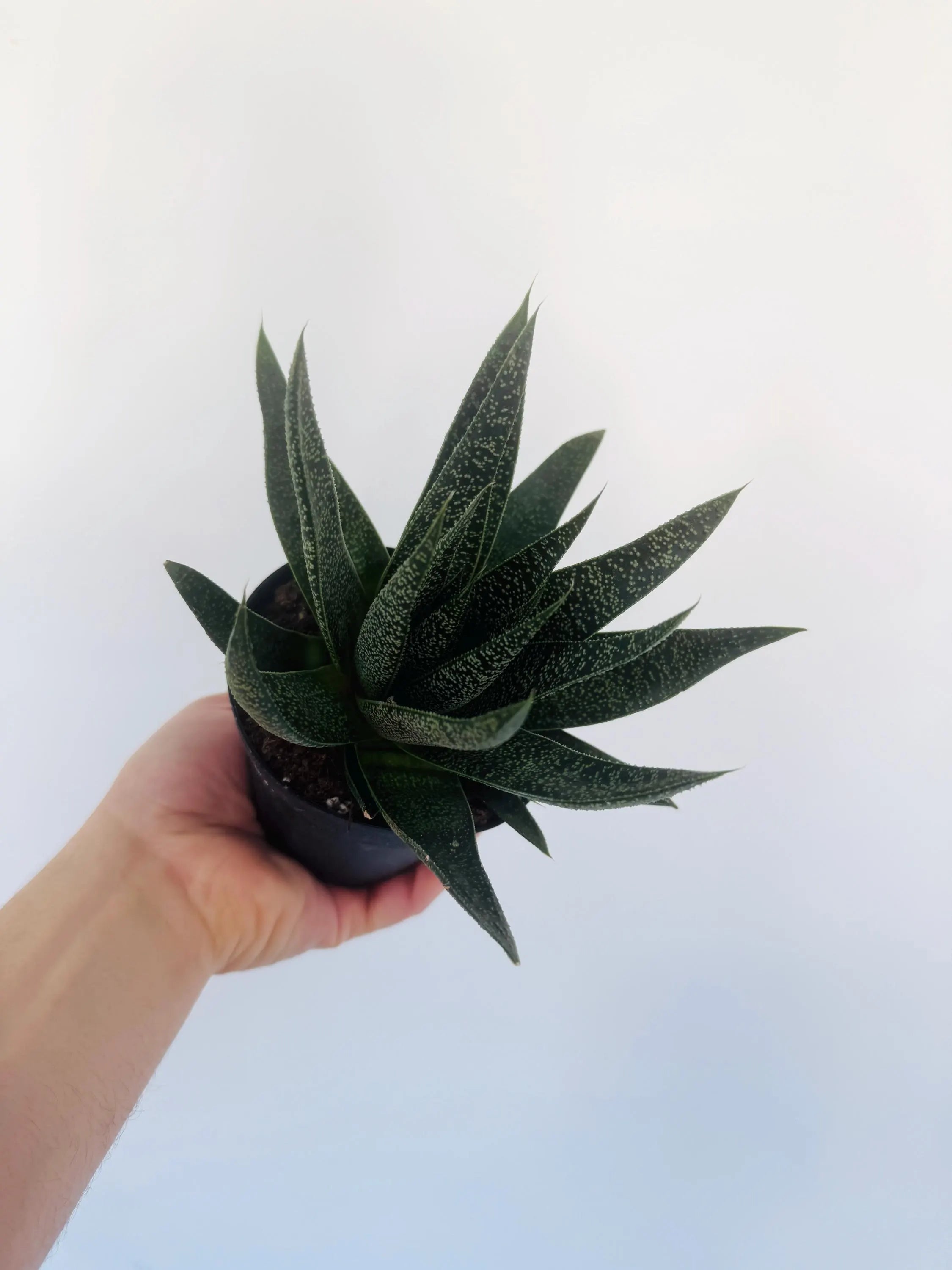 indoor plants with black leaves Black Lotus Plant – 4" Pot – Brumley & Bloom