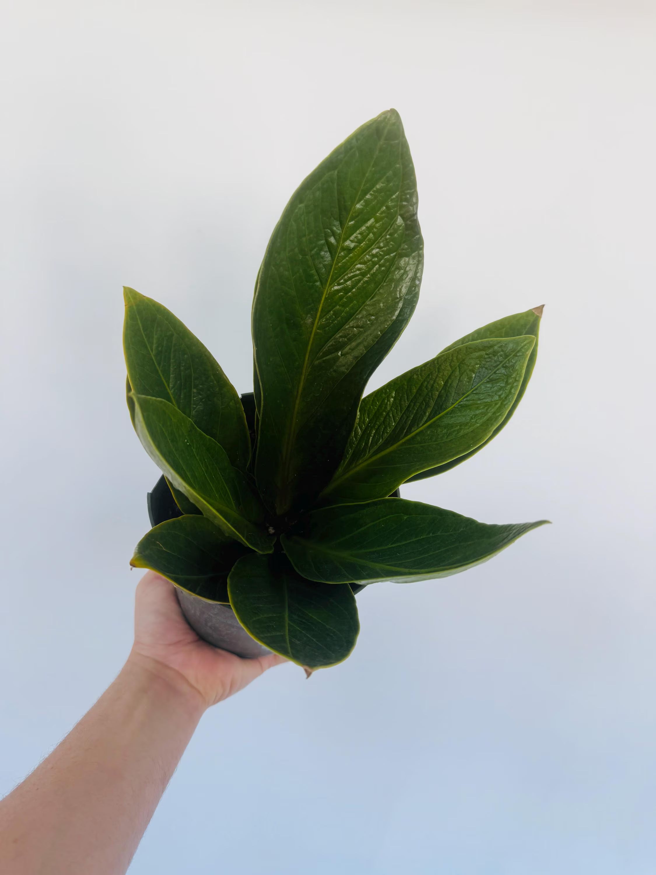 Anthurium Cobra