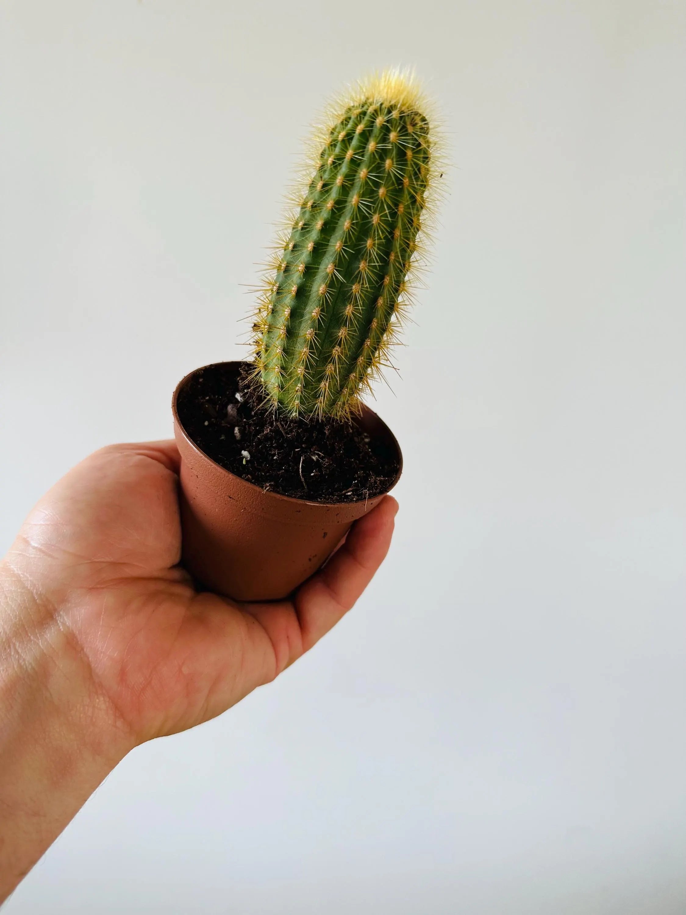 Golden Penis Cactus