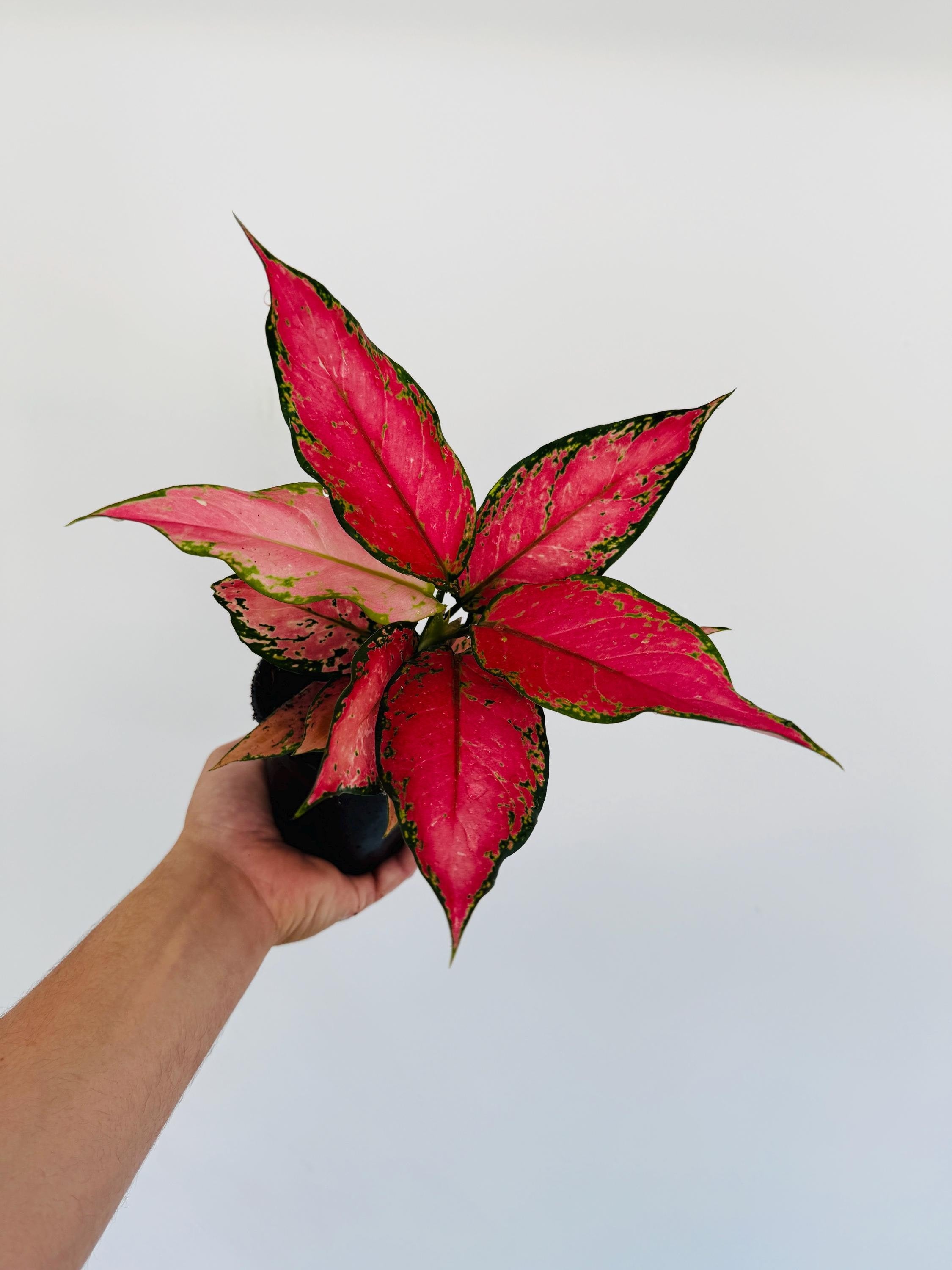 aglaonema red anjamani Aglaonema Venus