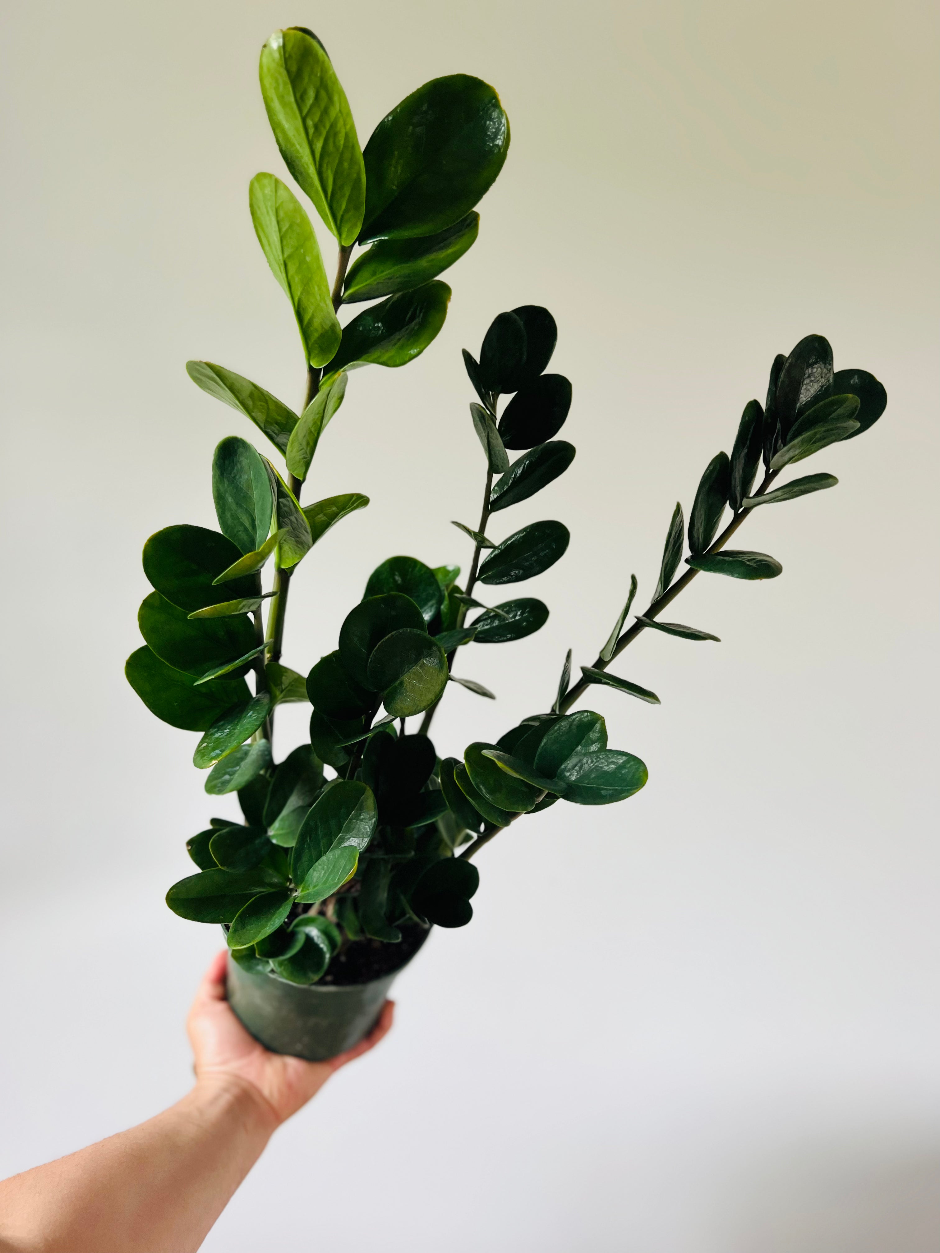 Lucky ZZ - Round Leaf Variety - 6” Pot – Brumley & Bloom