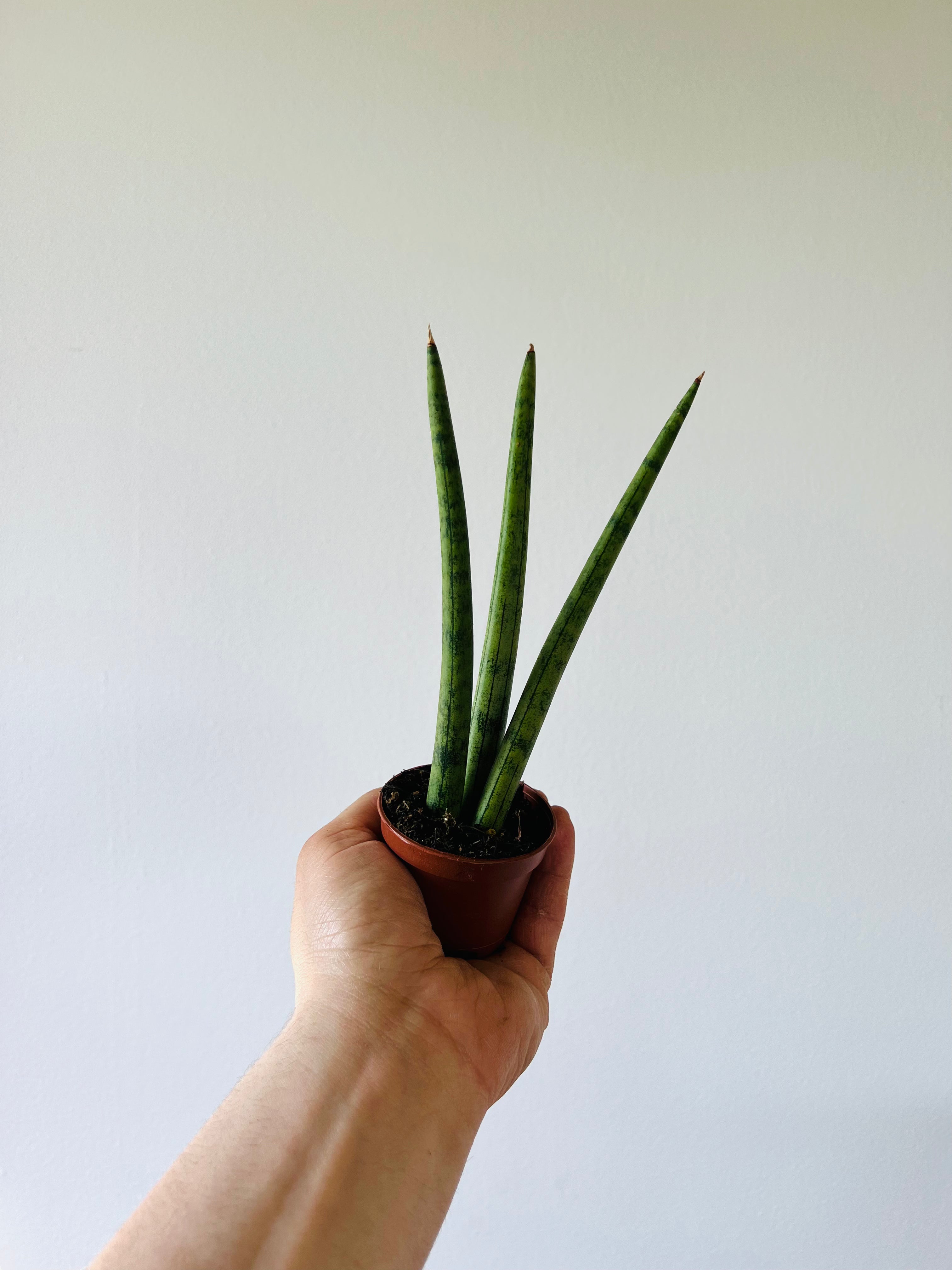 Lnok50 Foot Snake 00