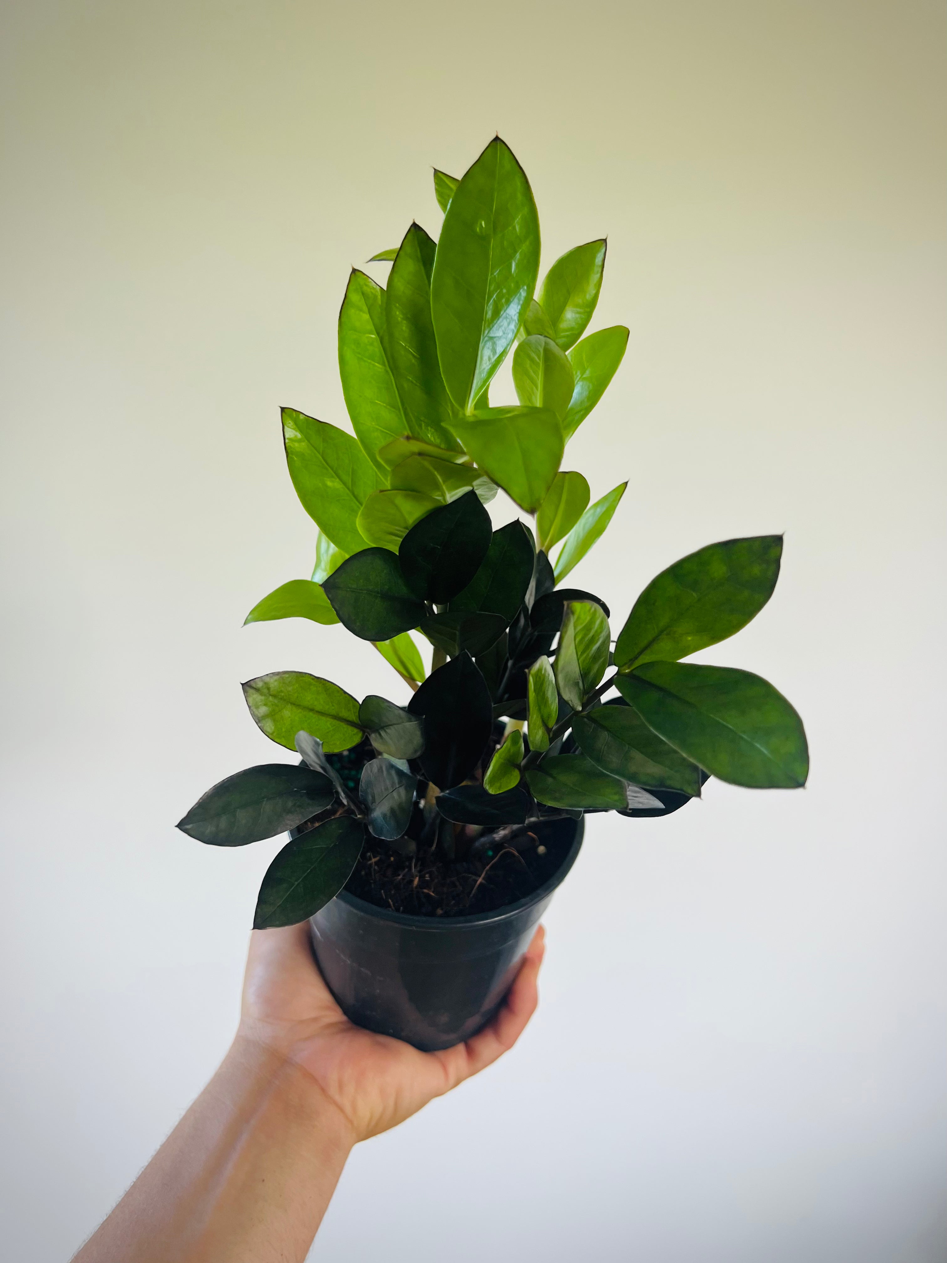 supernova black zz plant Zamioculcas zamiifolia 'Super Nova'