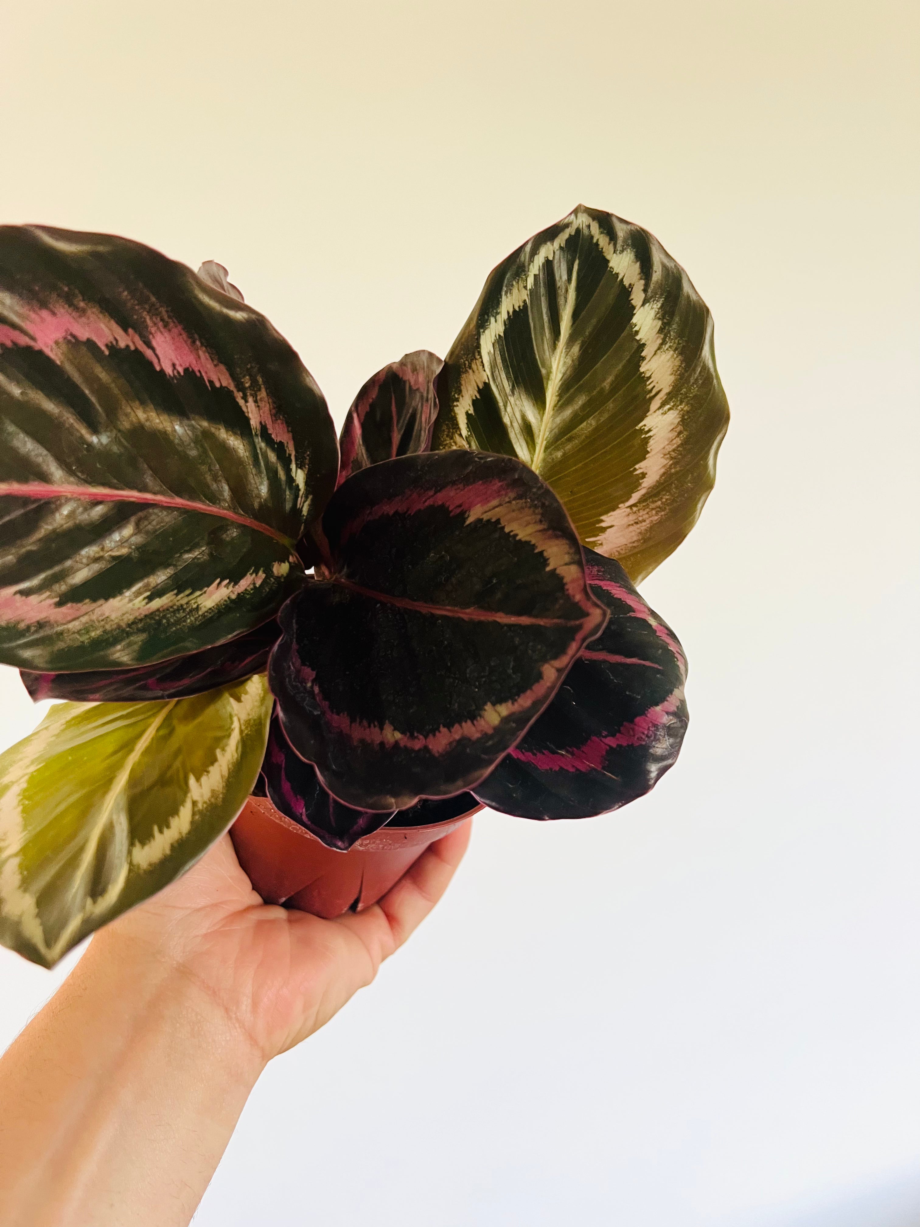 calathea black magic Calathea Black Sun - Black Plants