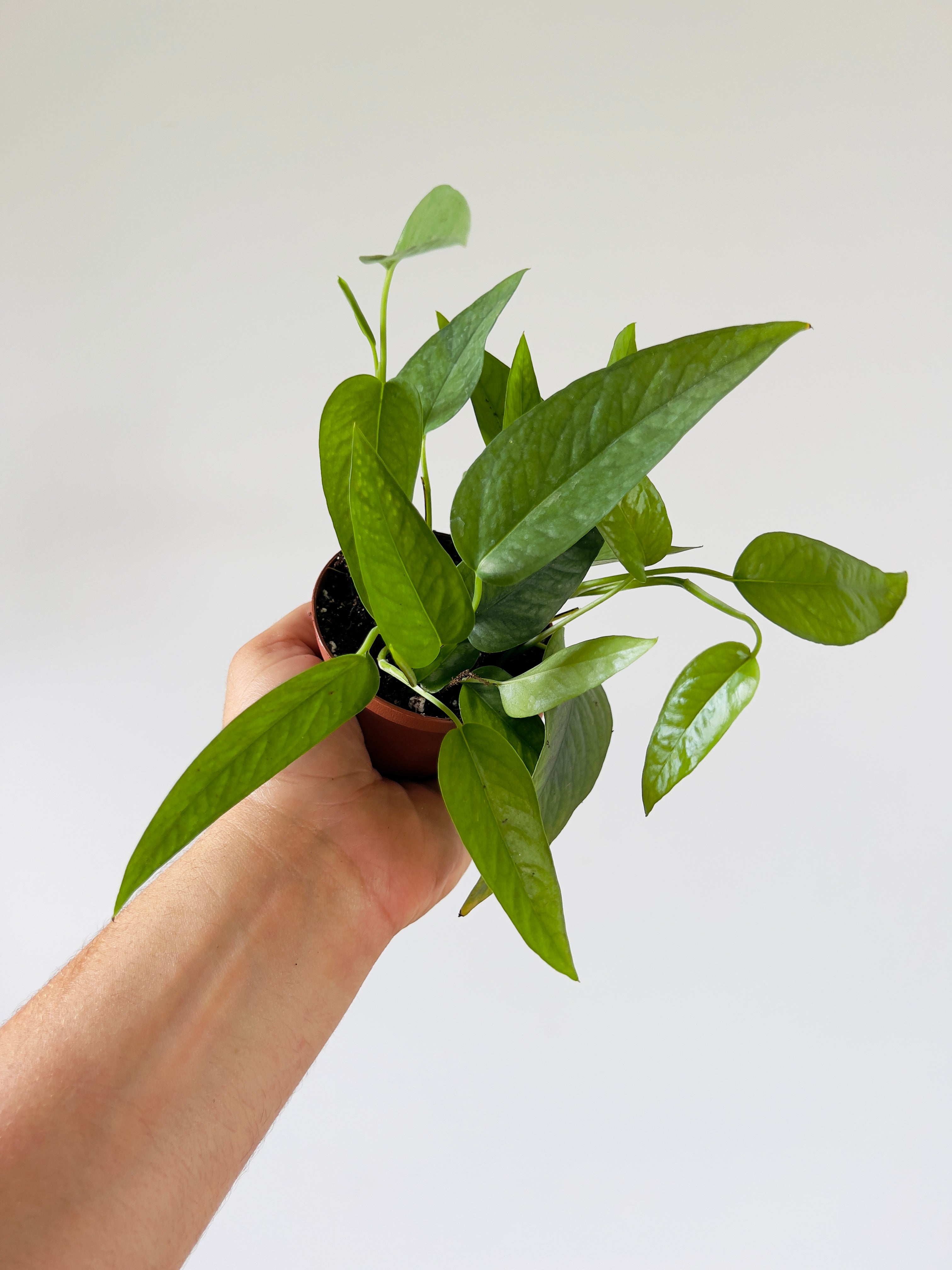 buy cebu blue pothos Pothos 'Cebu Blue'