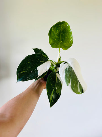 Philodendron Punctata - High Variegation - 4