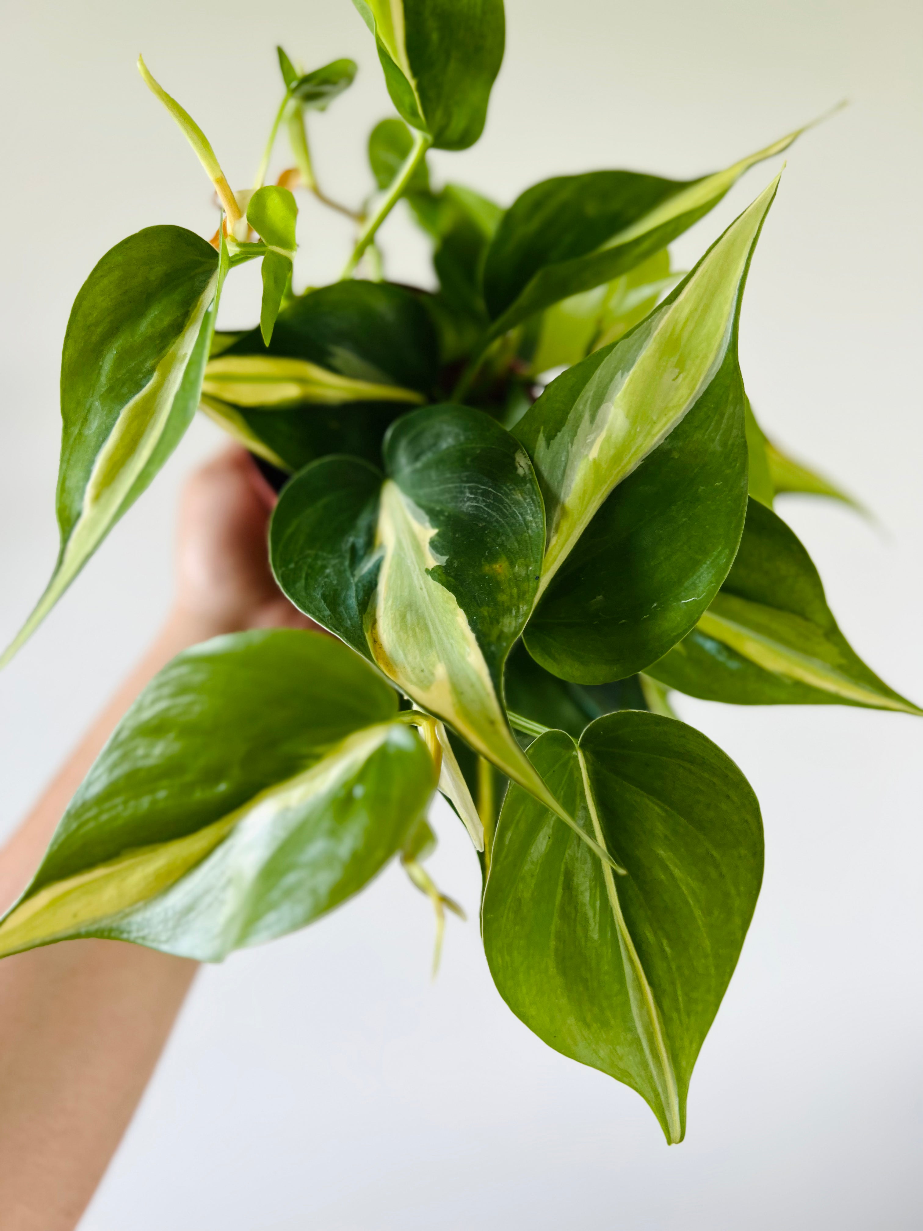 philodendron striped Philodendron 'Silver Stripe/Rio' 4"