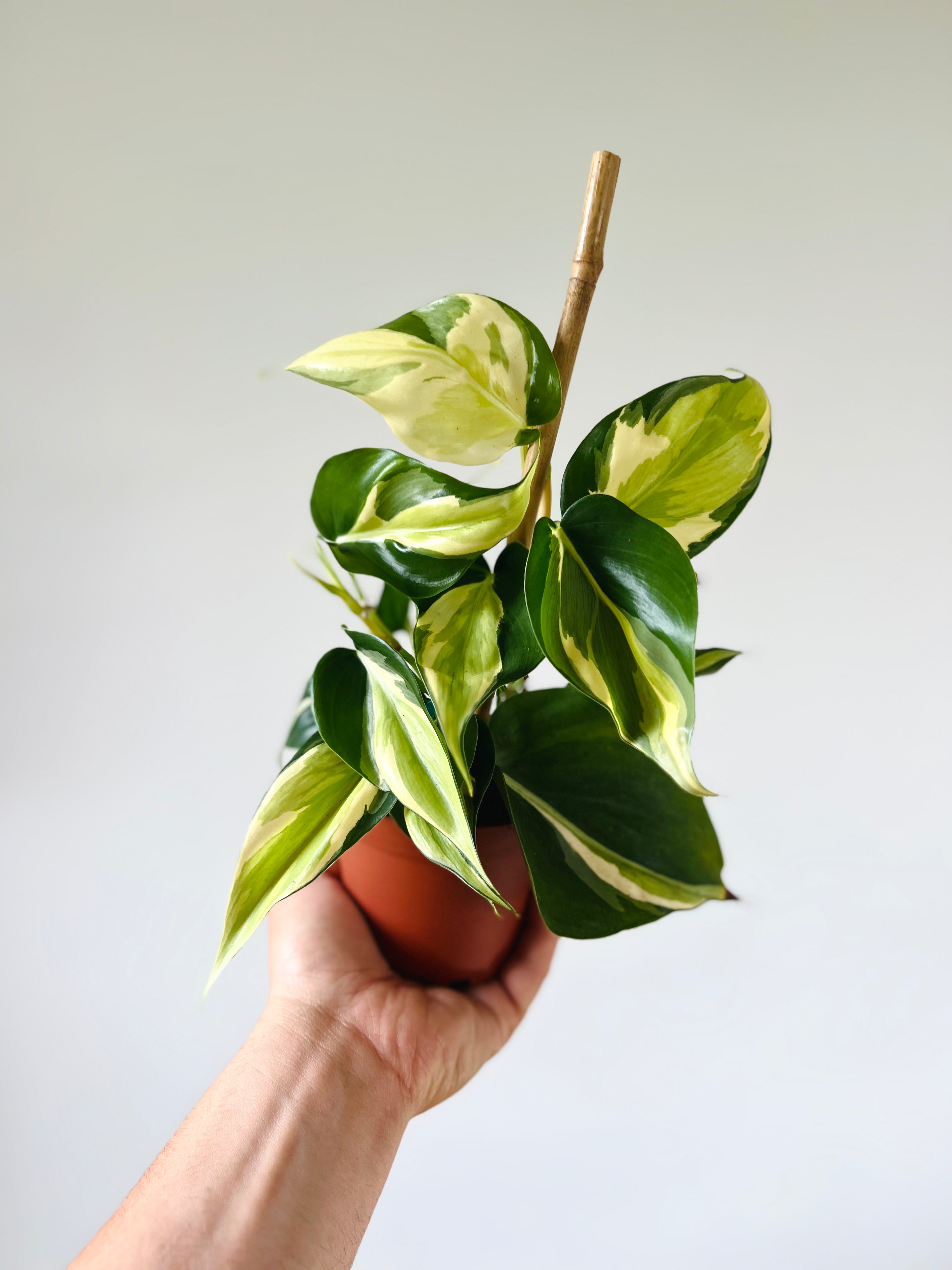 philodendron hederaceum tricolor Philodendron Cream Splash - Hederaceum - Grower's Choice
