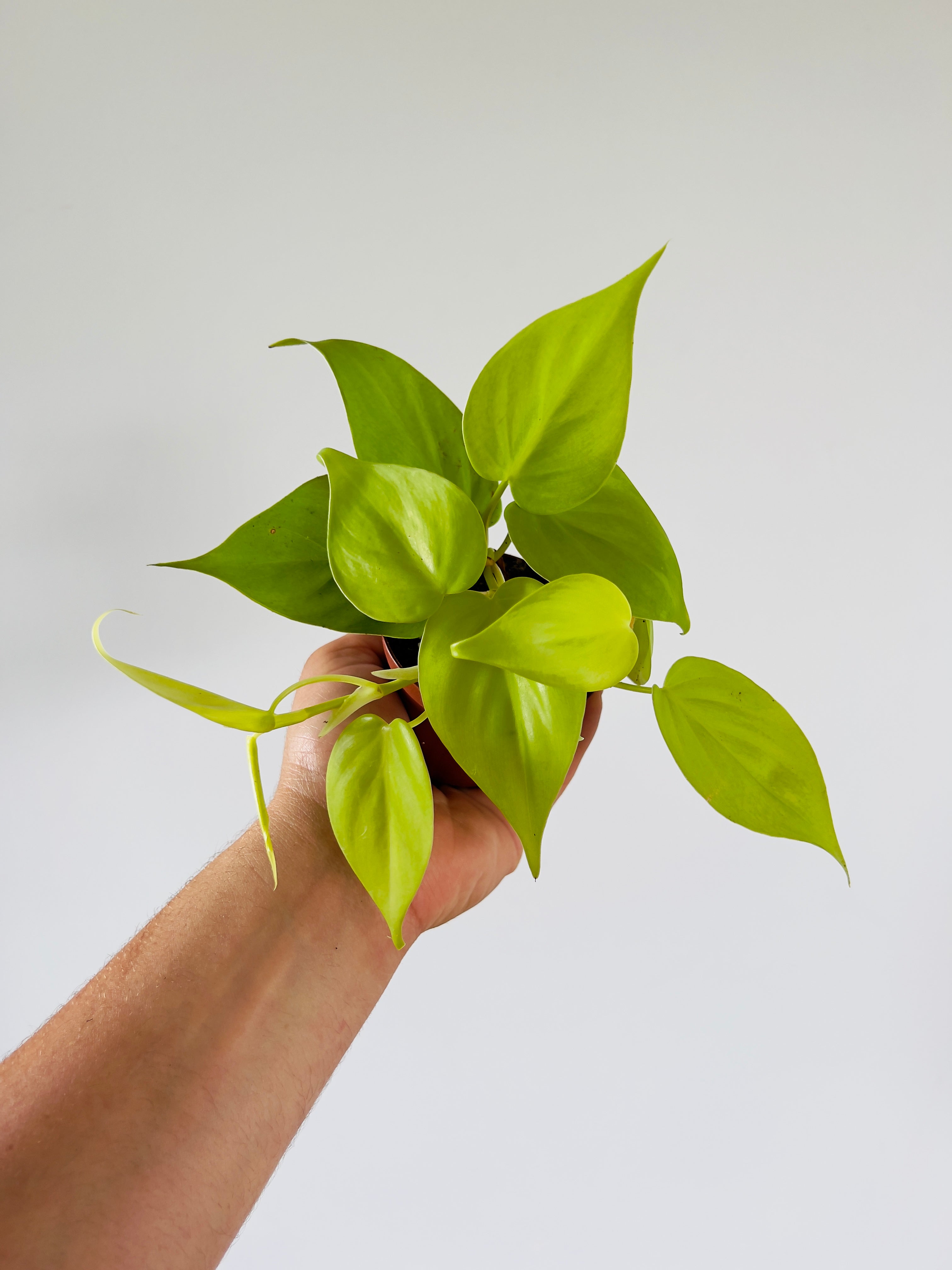 lemon lime vining philodendron Philodendron Hederaceum 'Lemon'