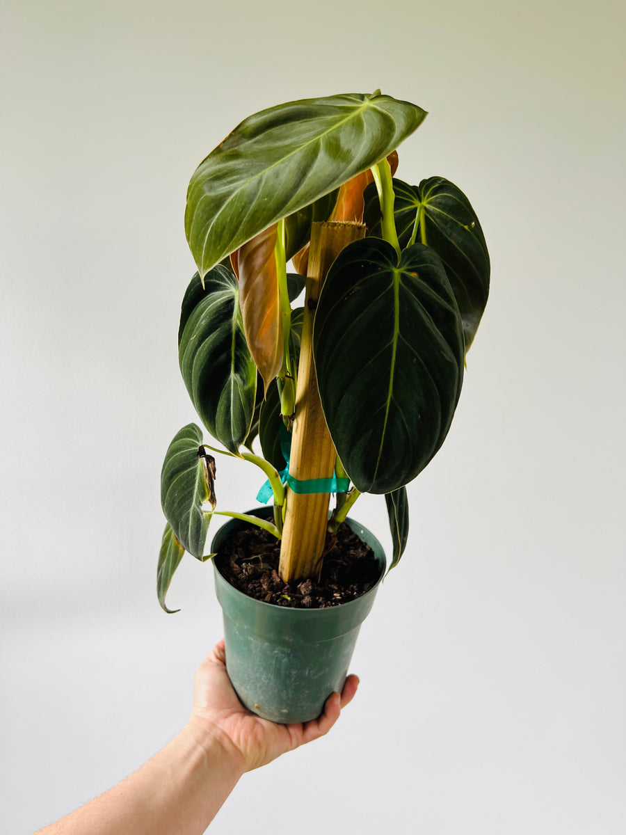 Philodendron Melanochrysum - Grown on Totem - 5