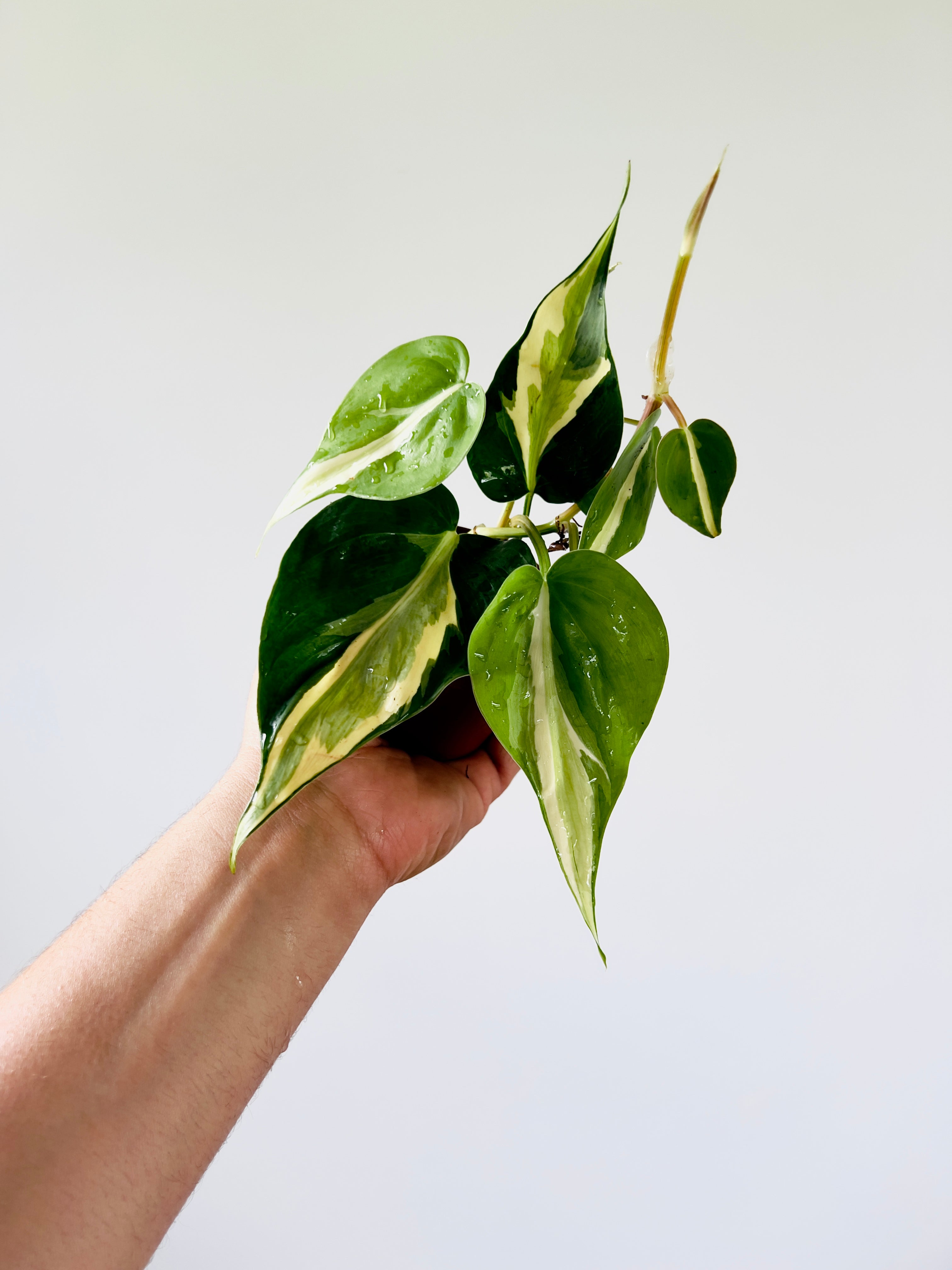 Philodendron hederaceum 'Cream Splash'