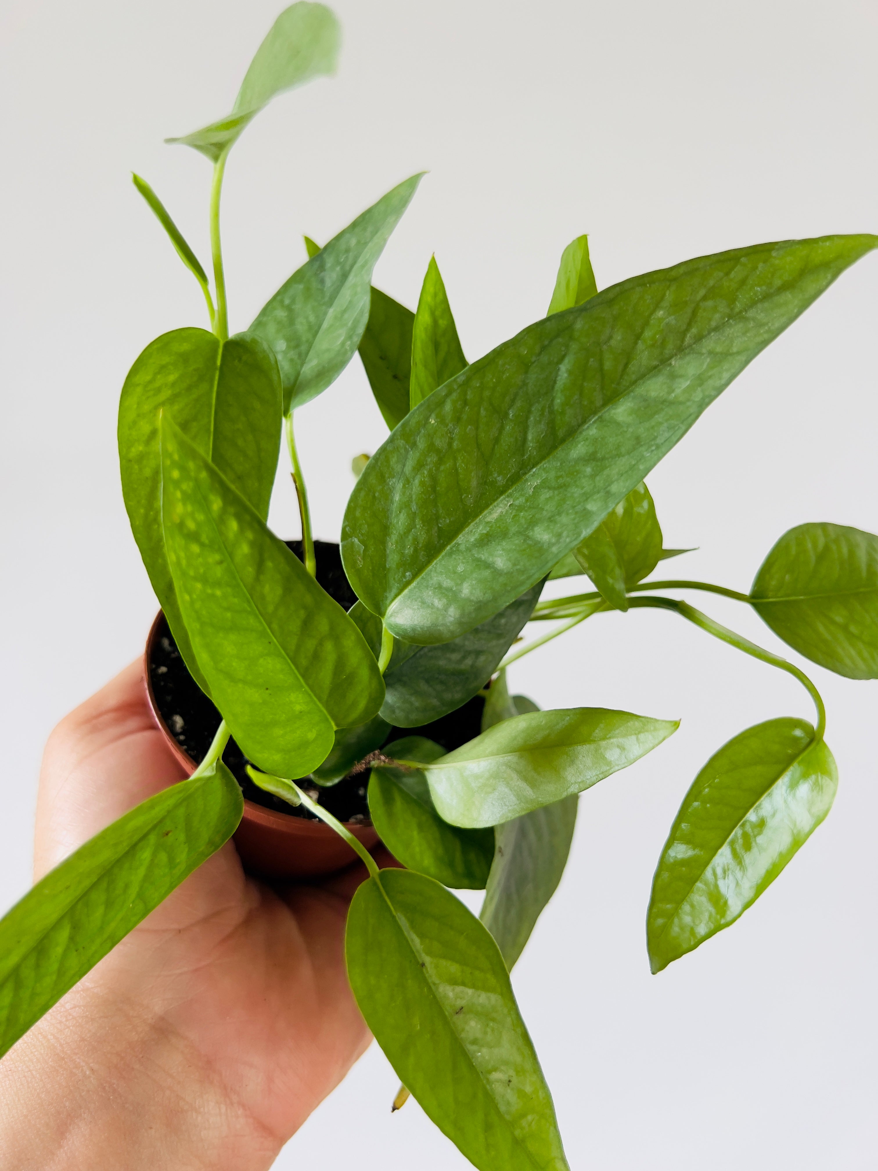 epipremnum pinnatum cebu blue pothos Pothos 'Cebu Blue'