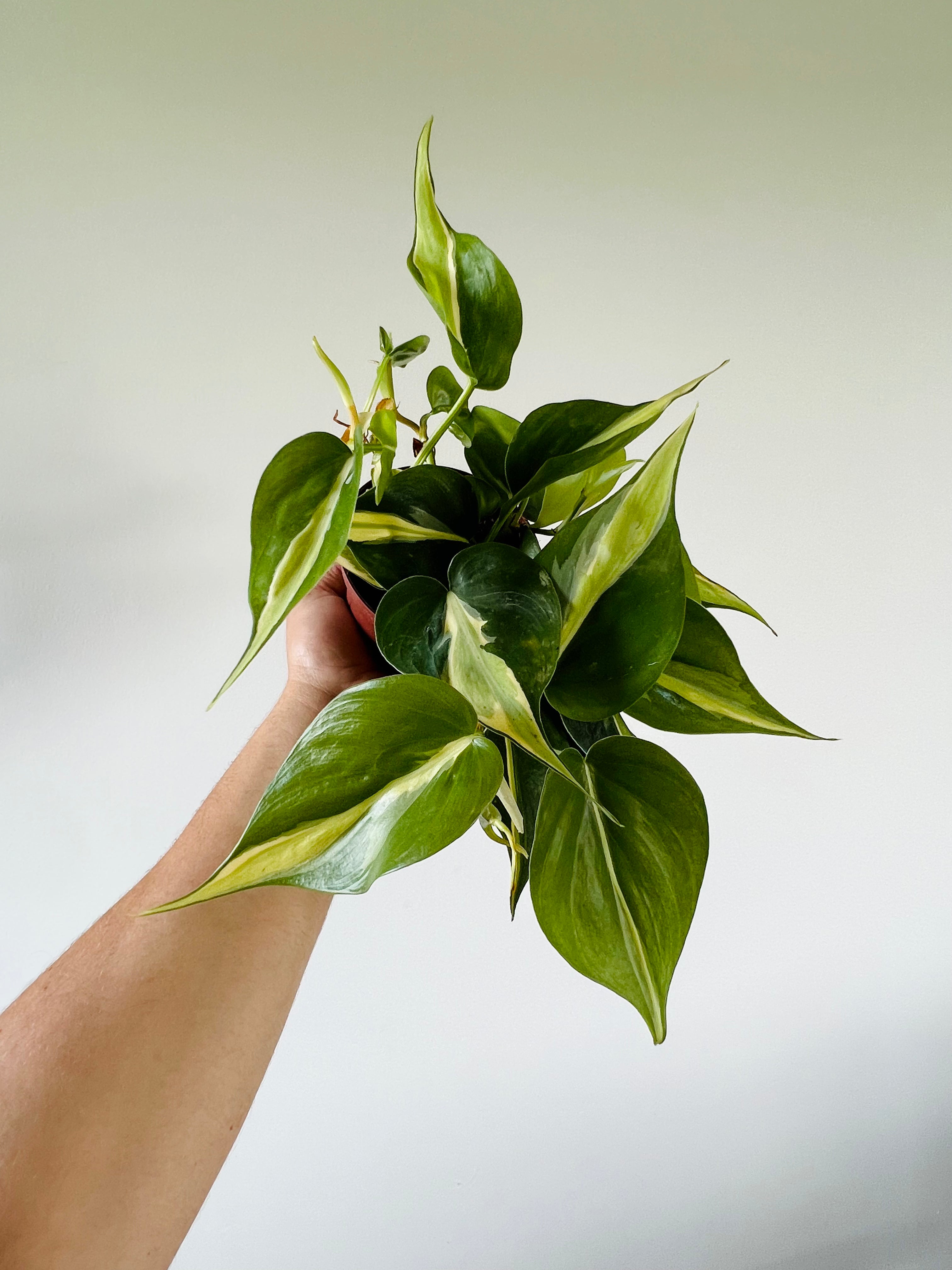 philodendron hederaceum tricolor Philodendron 'Silver Stripe/Rio' 4"