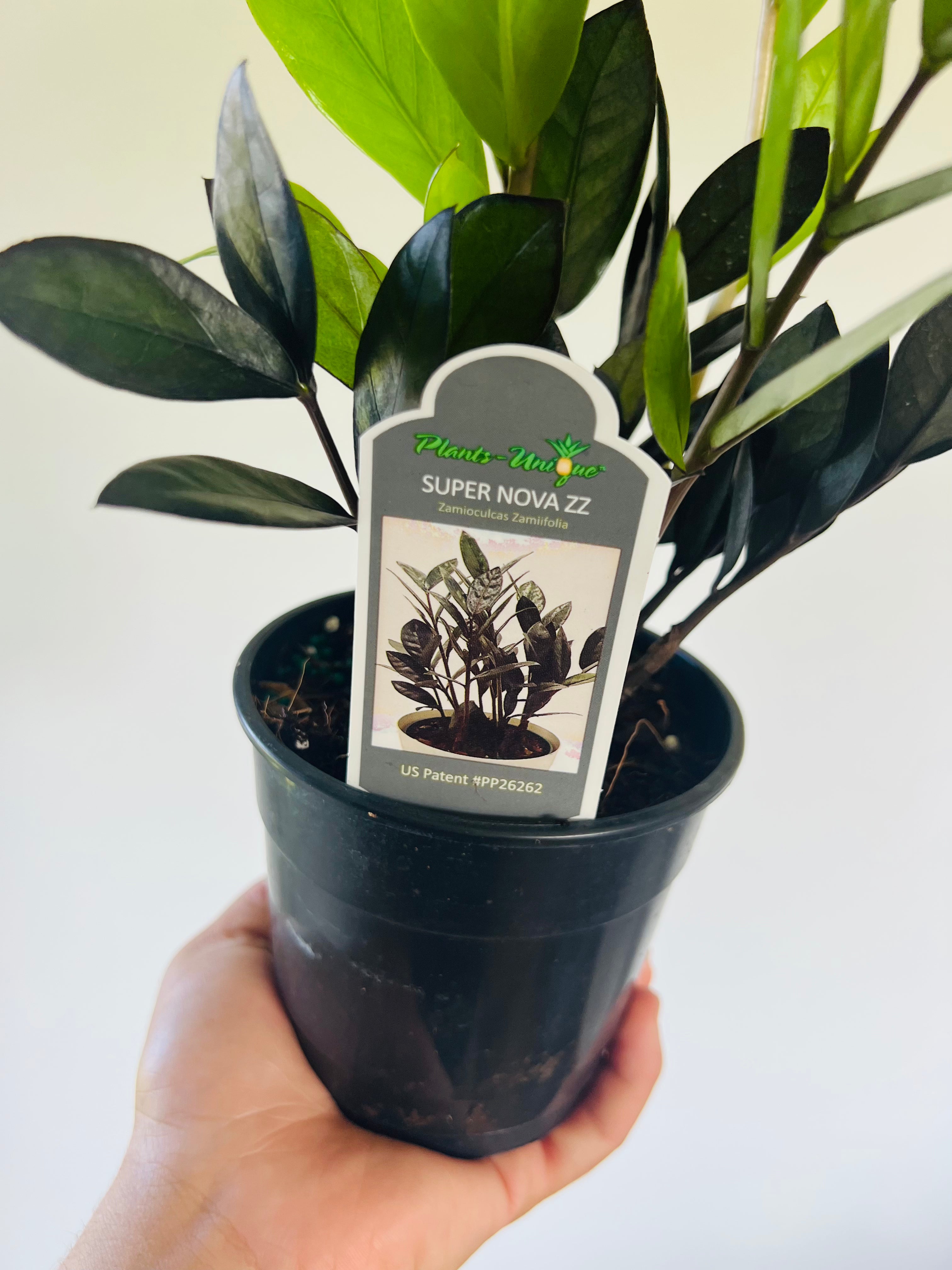 zz plant supernova Zamioculcas zamiifolia 'Super Nova'