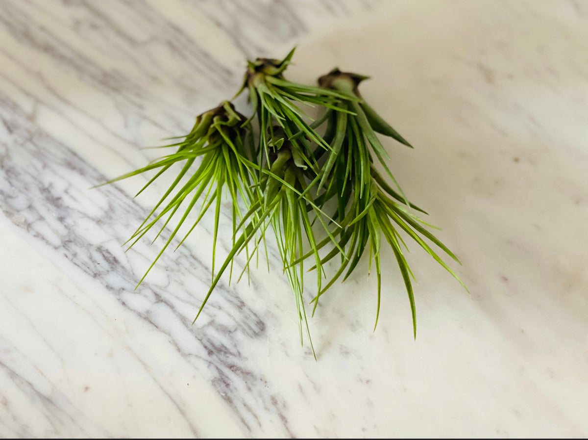 black air plant Black Forest Airplant
