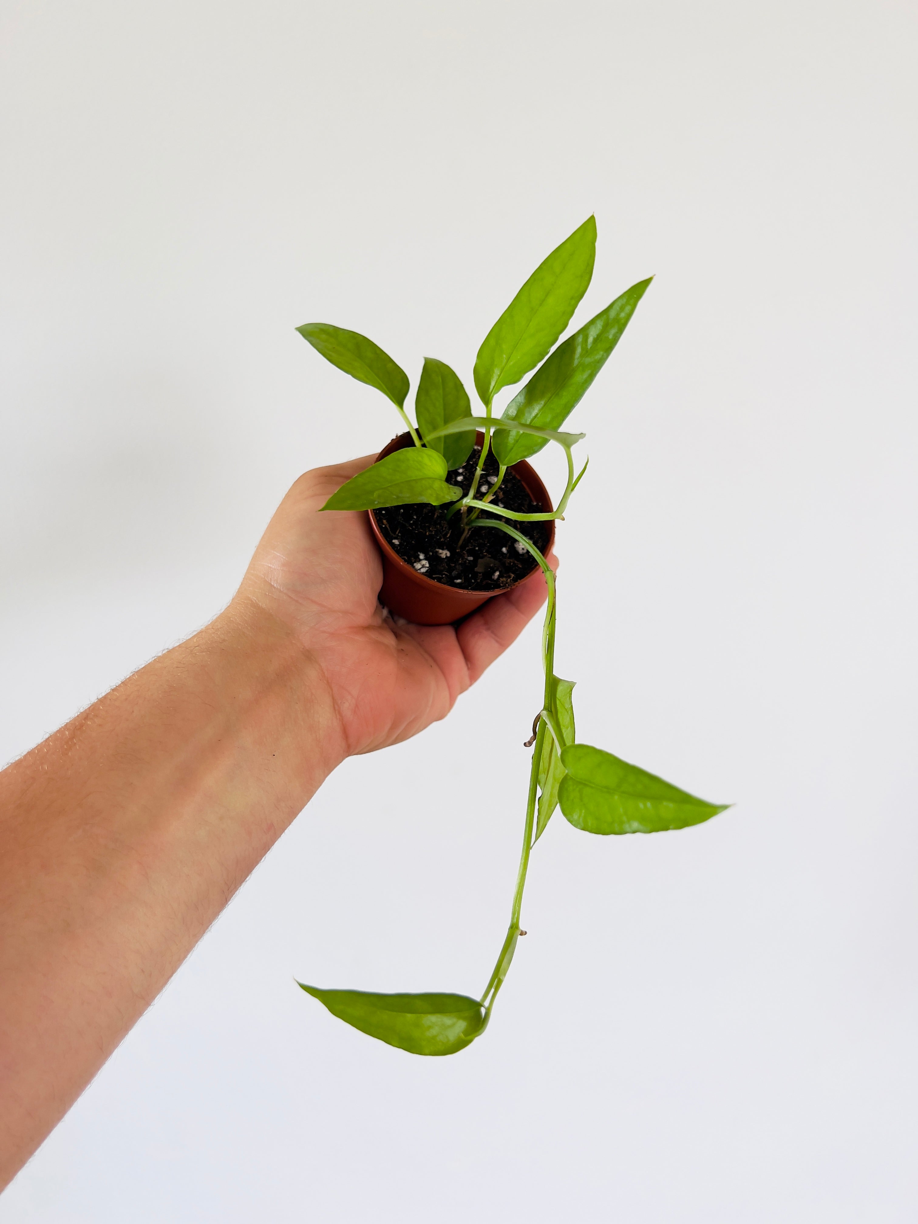 pothos epipremnum pinnatum 'skeleton key' Epipremnum Pinnatum 'Skeleton Key'