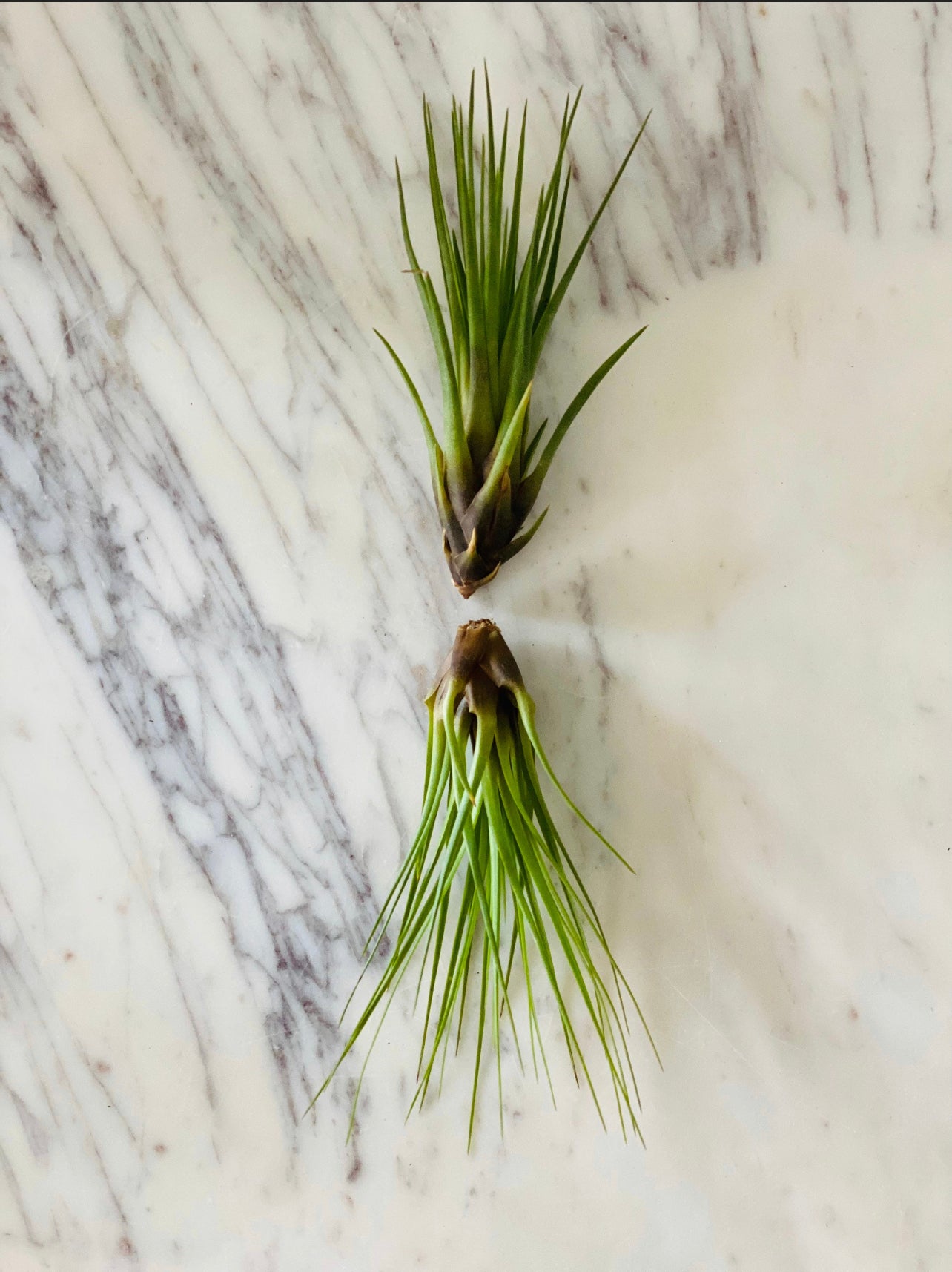 black air plant Black Forest Airplant