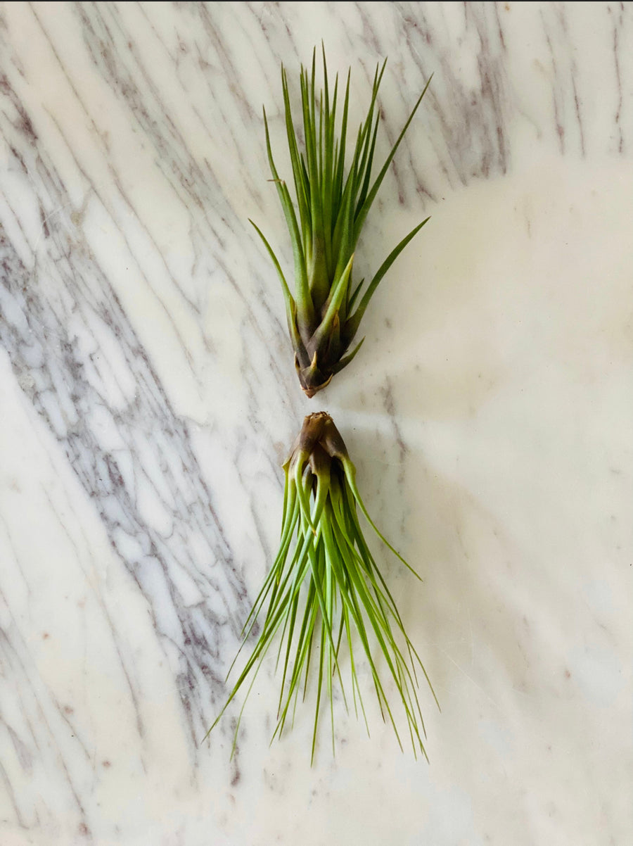 Black Forest Airplant - Tillandsia Collection