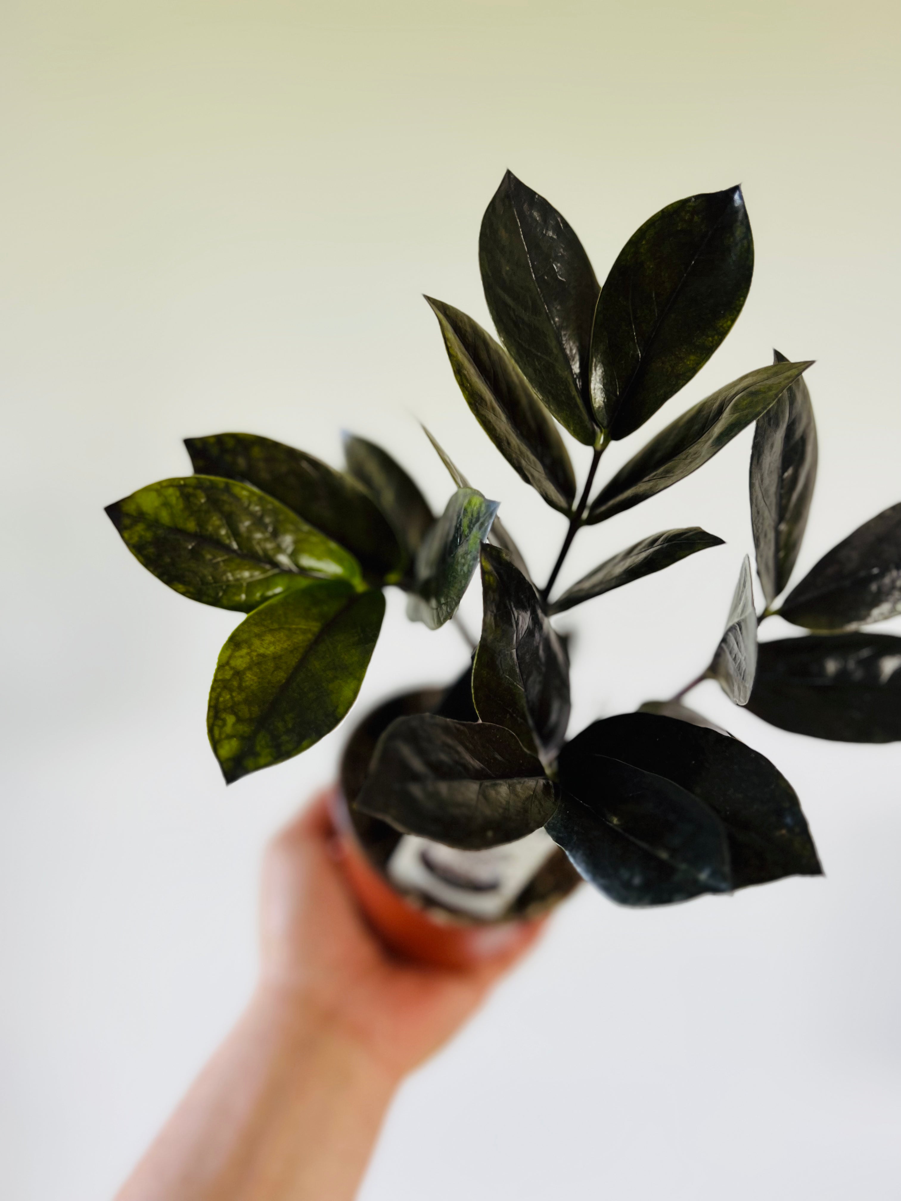 ZZ 'Black Queen' - New Cultivar