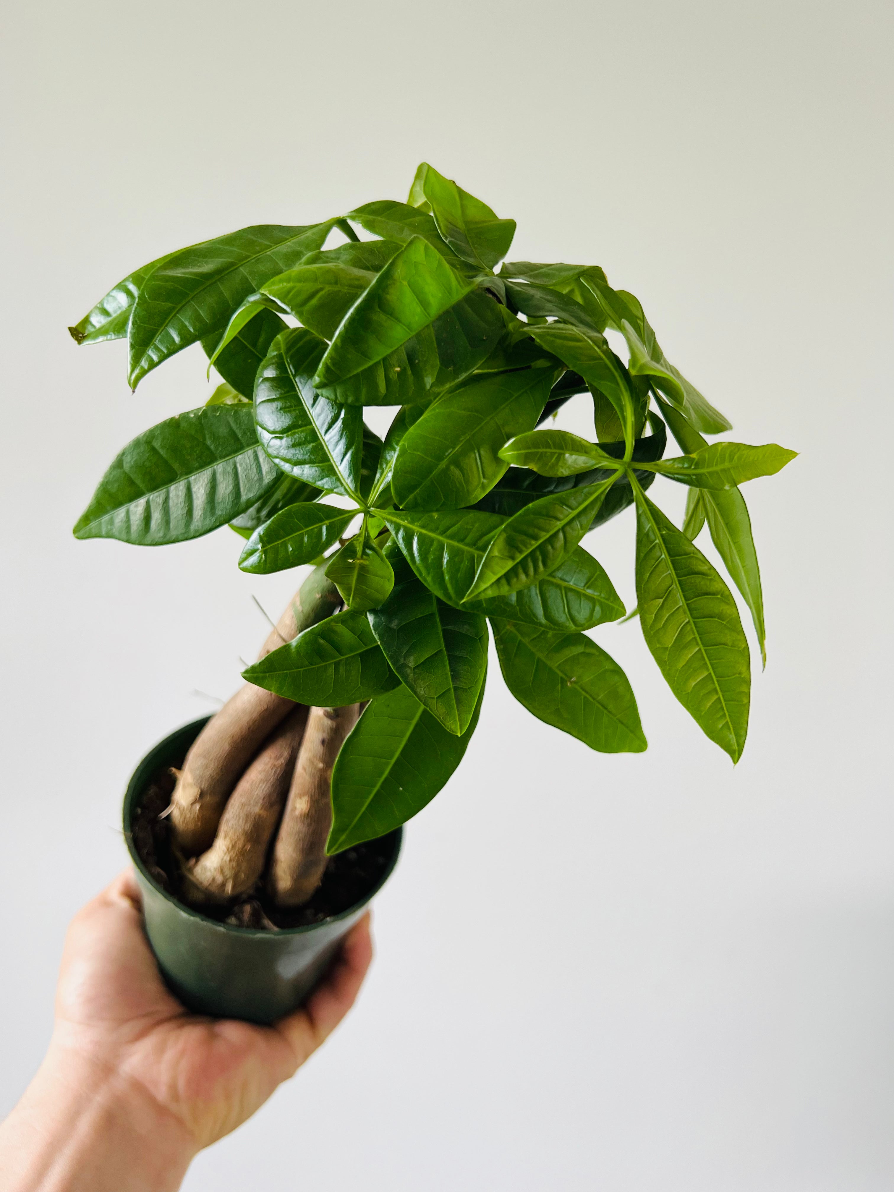 large braided money tree Money Tree Braid - Pachira Aquatica
