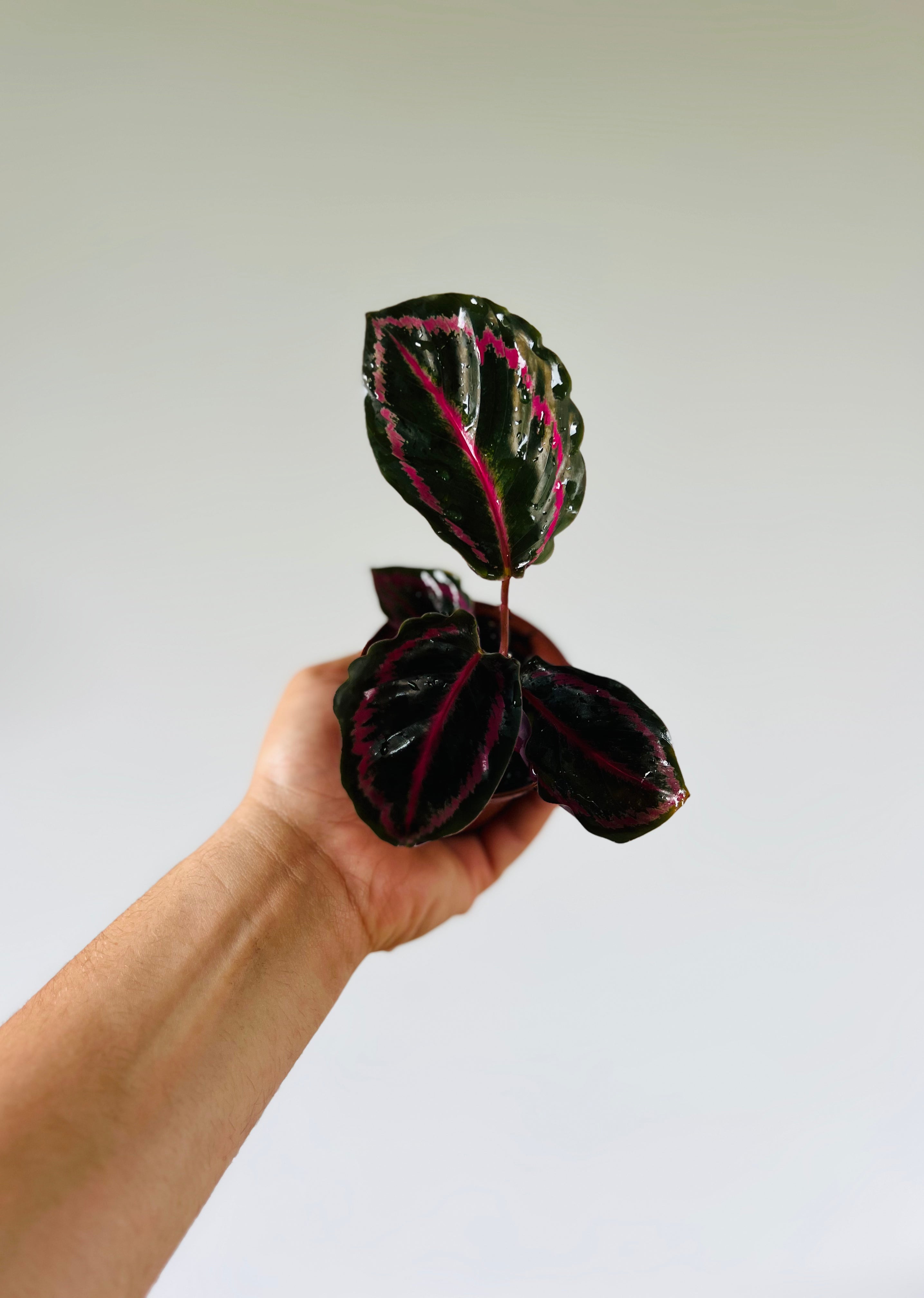 Calathea Black Sun - Starter Plant Collection