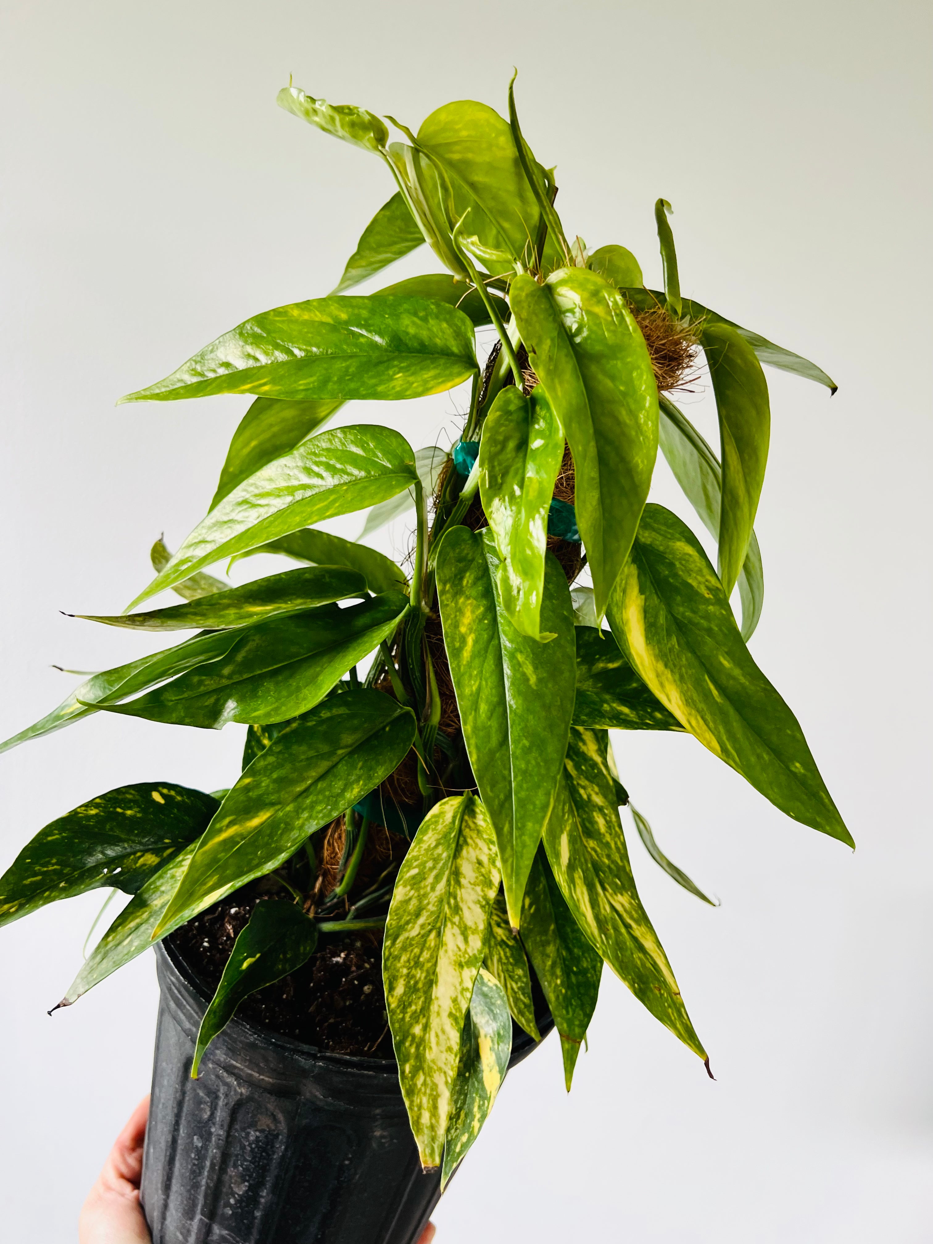 Epipremnum Pinnatum Neon 'Kujang's Flame' - Grown on Totem - 8 Pot –  Brumley & Bloom